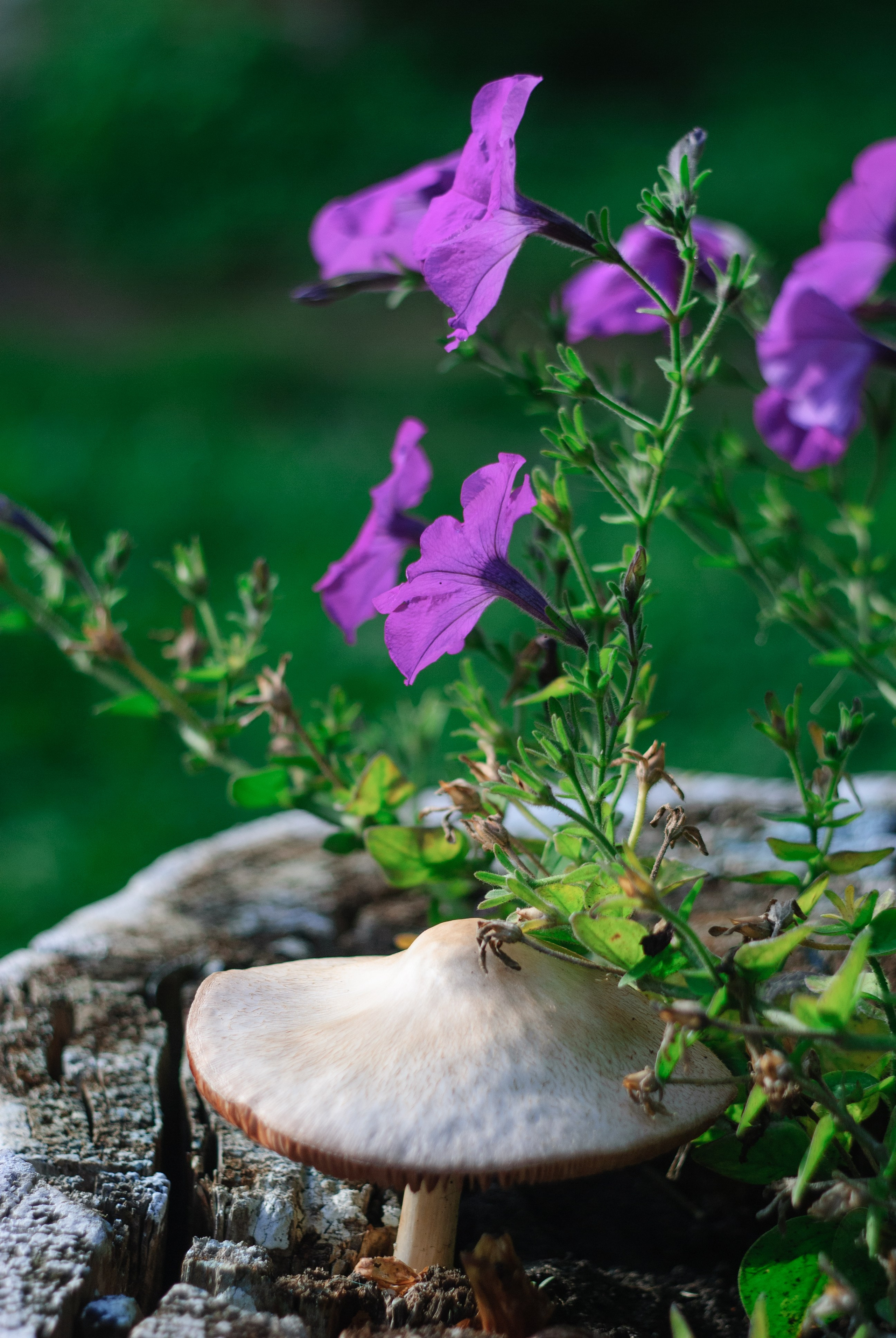 ph: Отец Михаил