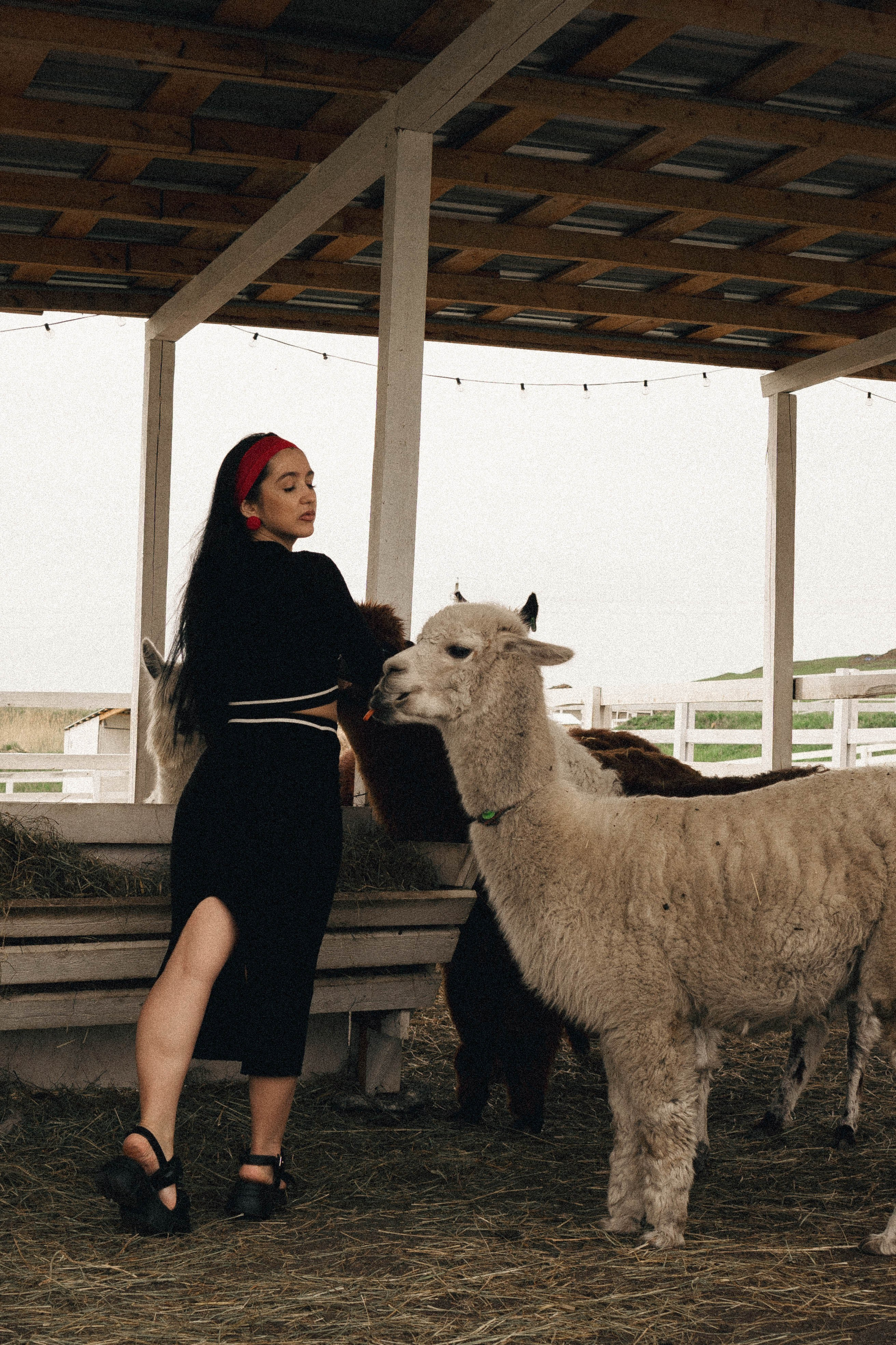 Ферма Альпак. Профессиональный фотограф, Санкт-Петербург — Виктория Богомолова