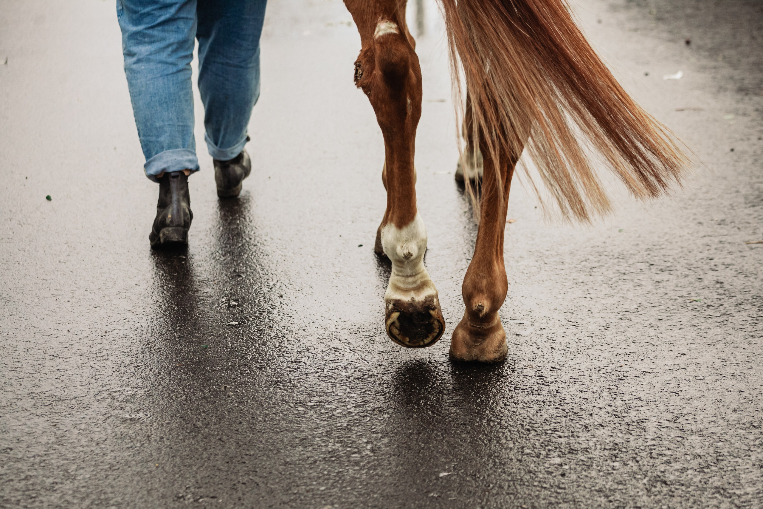 Лена и Рэджи. Фотограф-анималист Татьяна Степанова