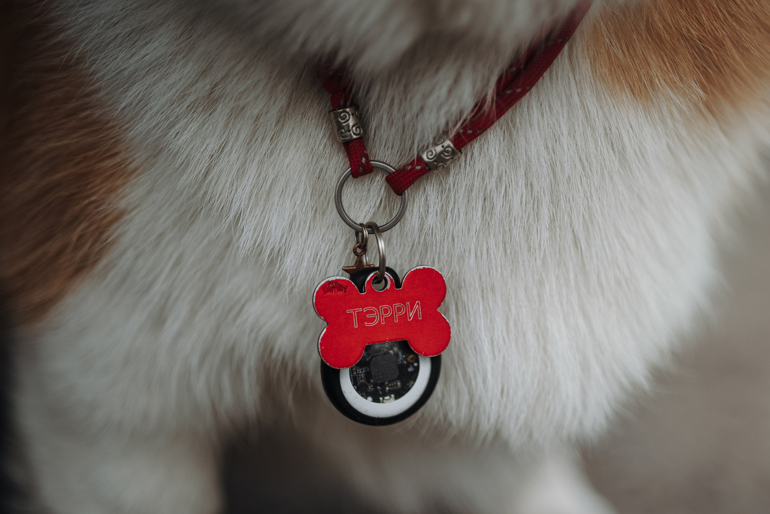 Юля и Терри. Фотограф — Анималист | Санкт-Петербург