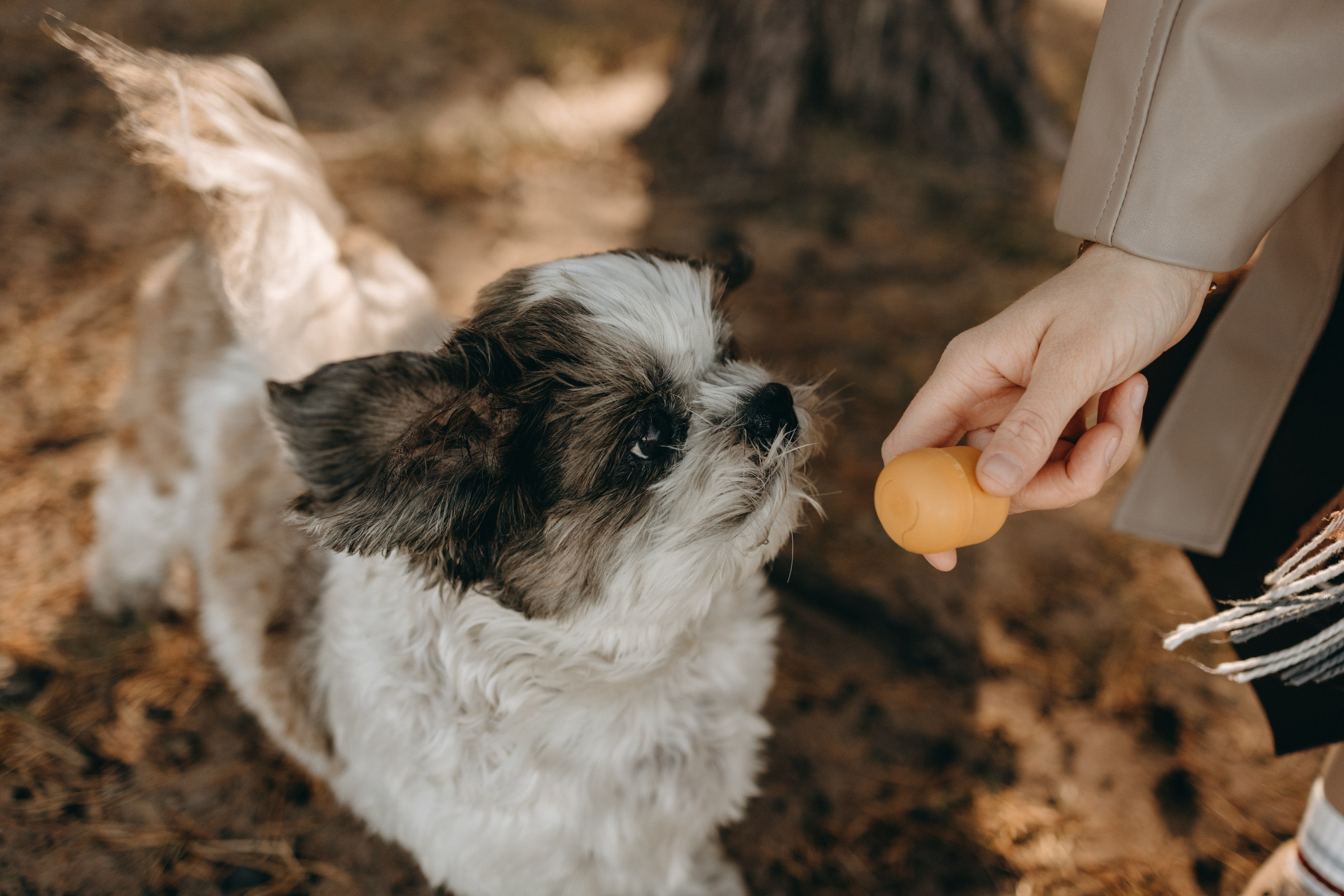 Настя и Франт. Фотограф — Анималист | Санкт-Петербург