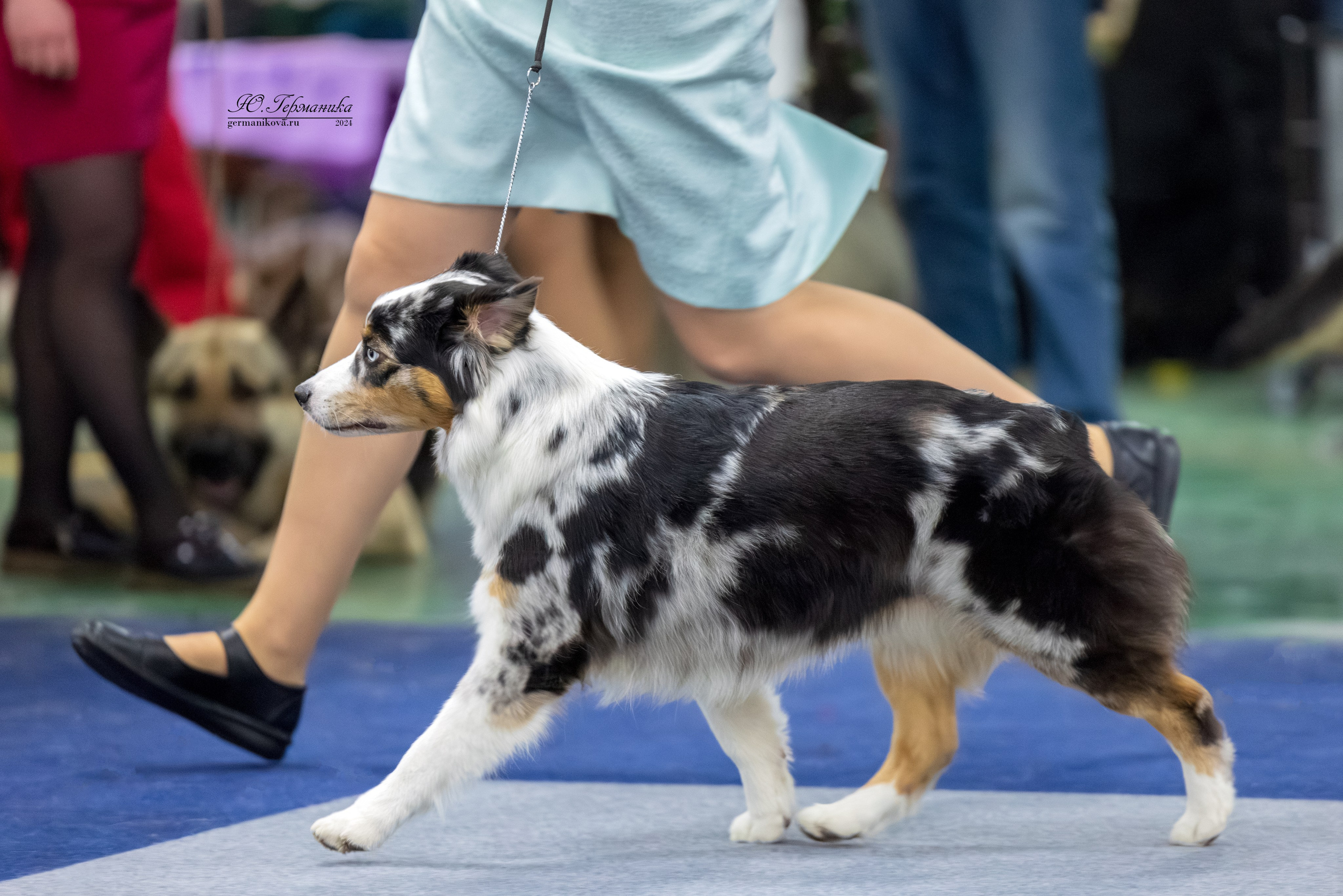 Сфера 08 и 10.03.2024 2хмоно ротвейлеров+2хмоно сао. Фотограф-анималист Юлия Германика