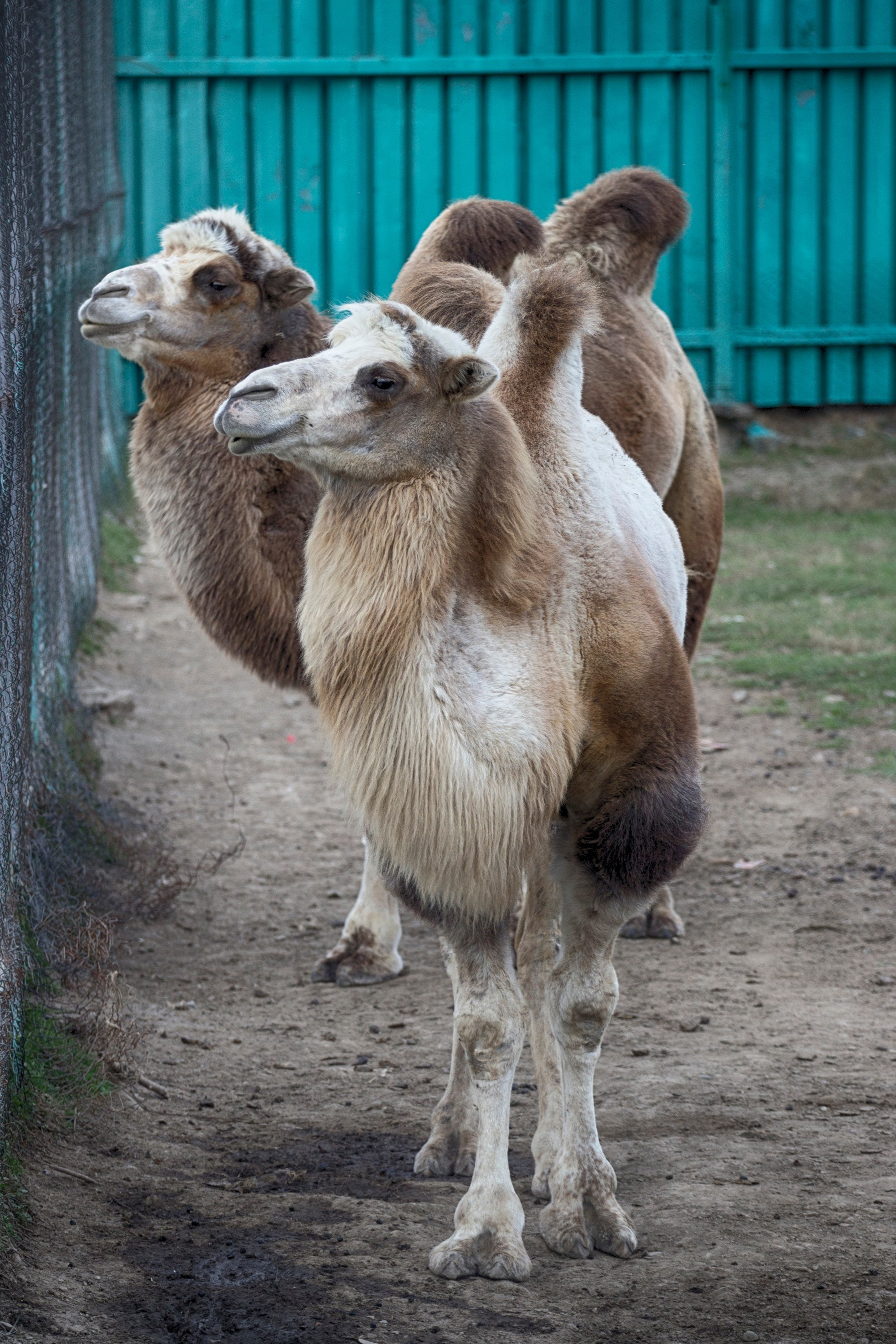 Животные. Команда фотографов Кристины Ивановой