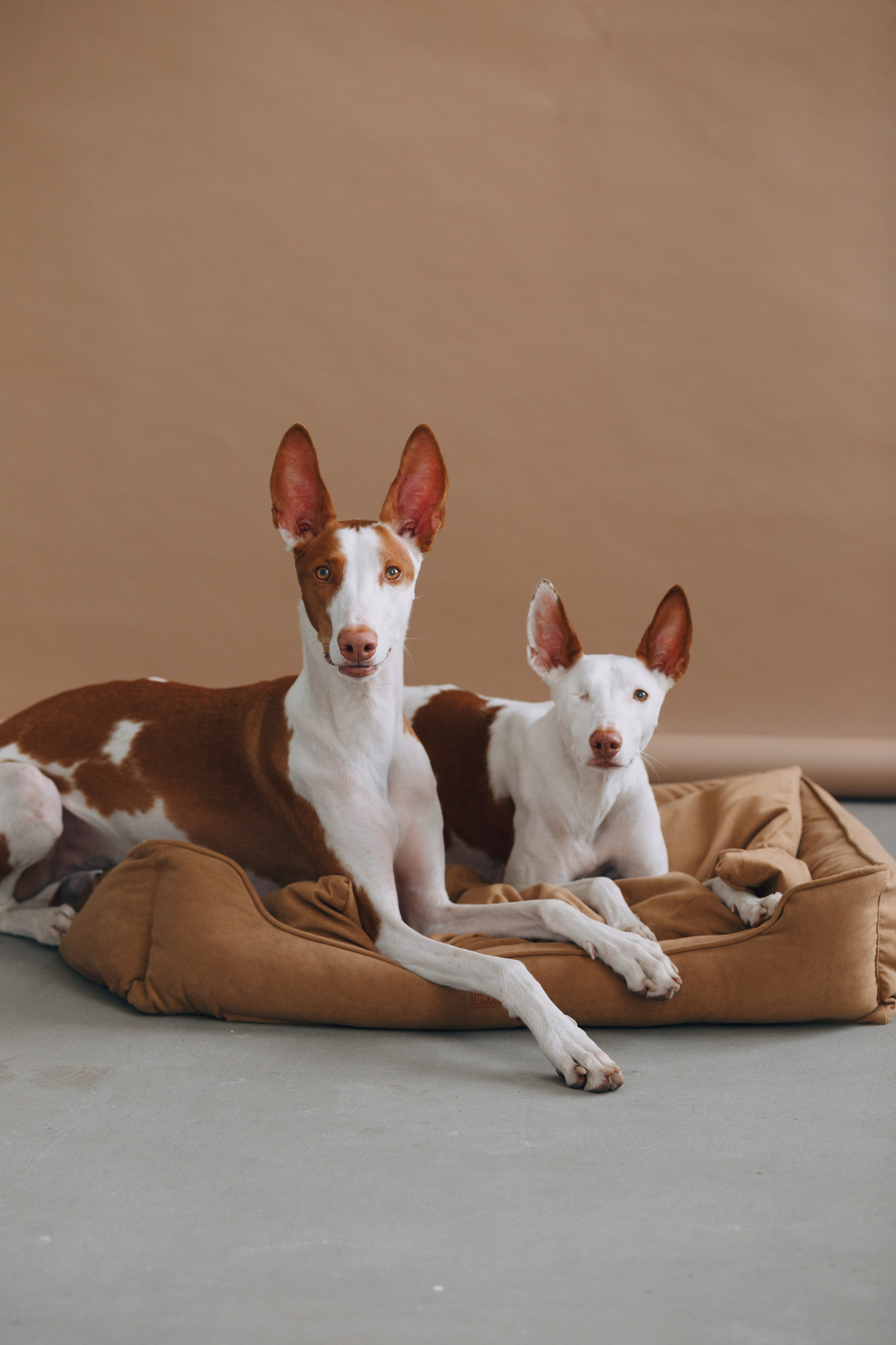 Boonwood Pets лежанки для животных. Фотограф анималист Кристина Карпова, Москва