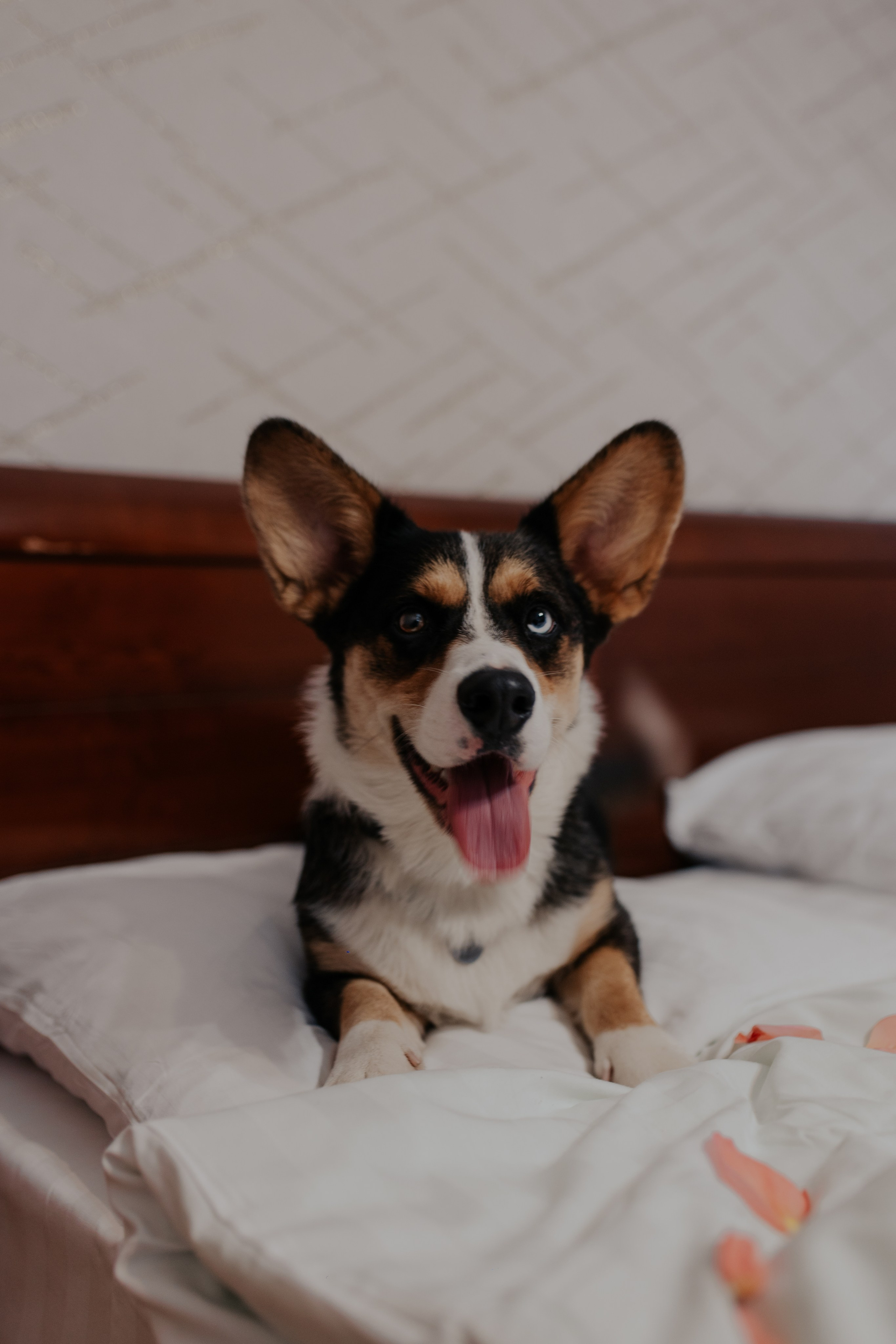 Ксения & Алексей. Фотограф в Санкт-Петербурге Лиза Семченкова