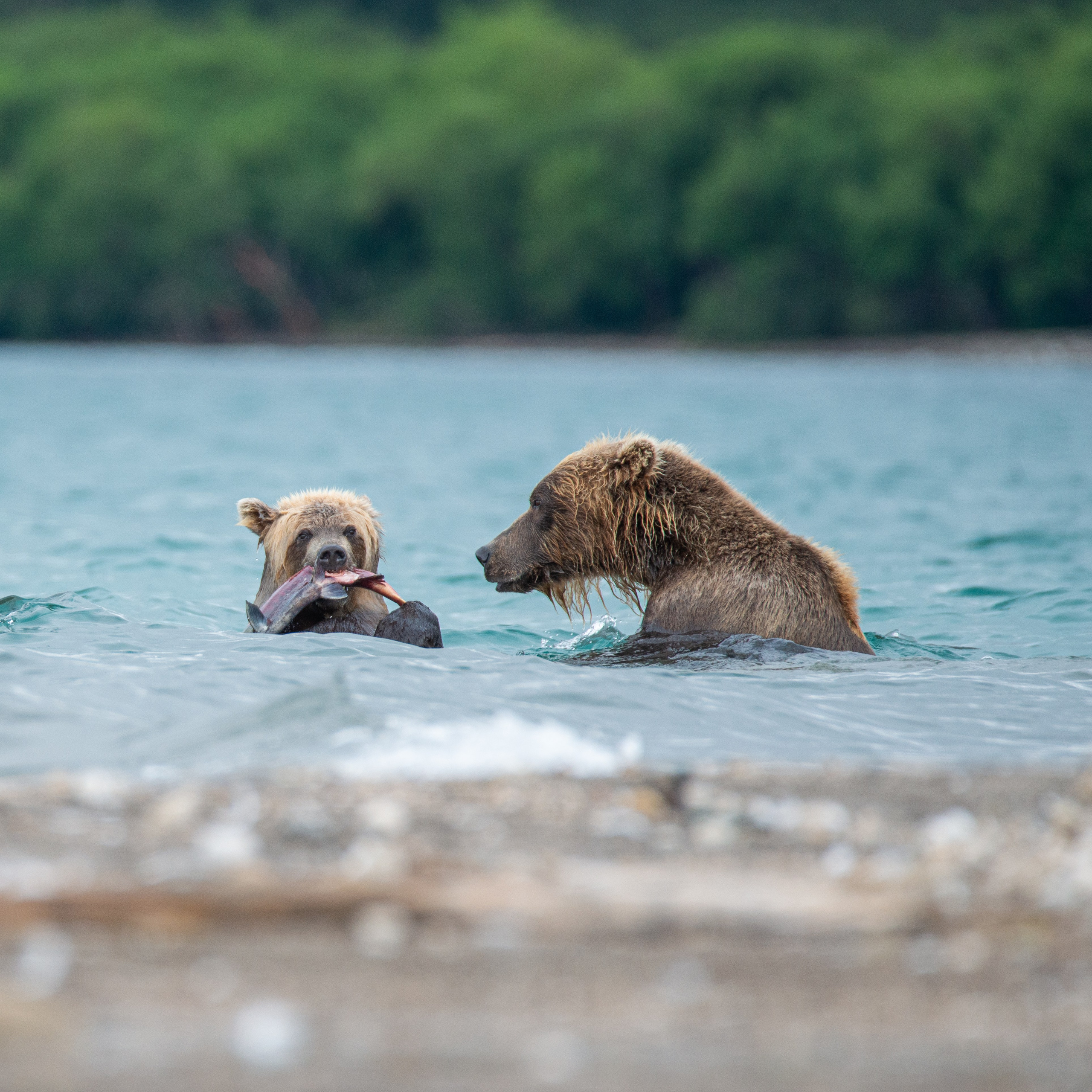 Камчатка — земля медведей. Игорь Иванко — Репортажный и событийный фотограф. Москва