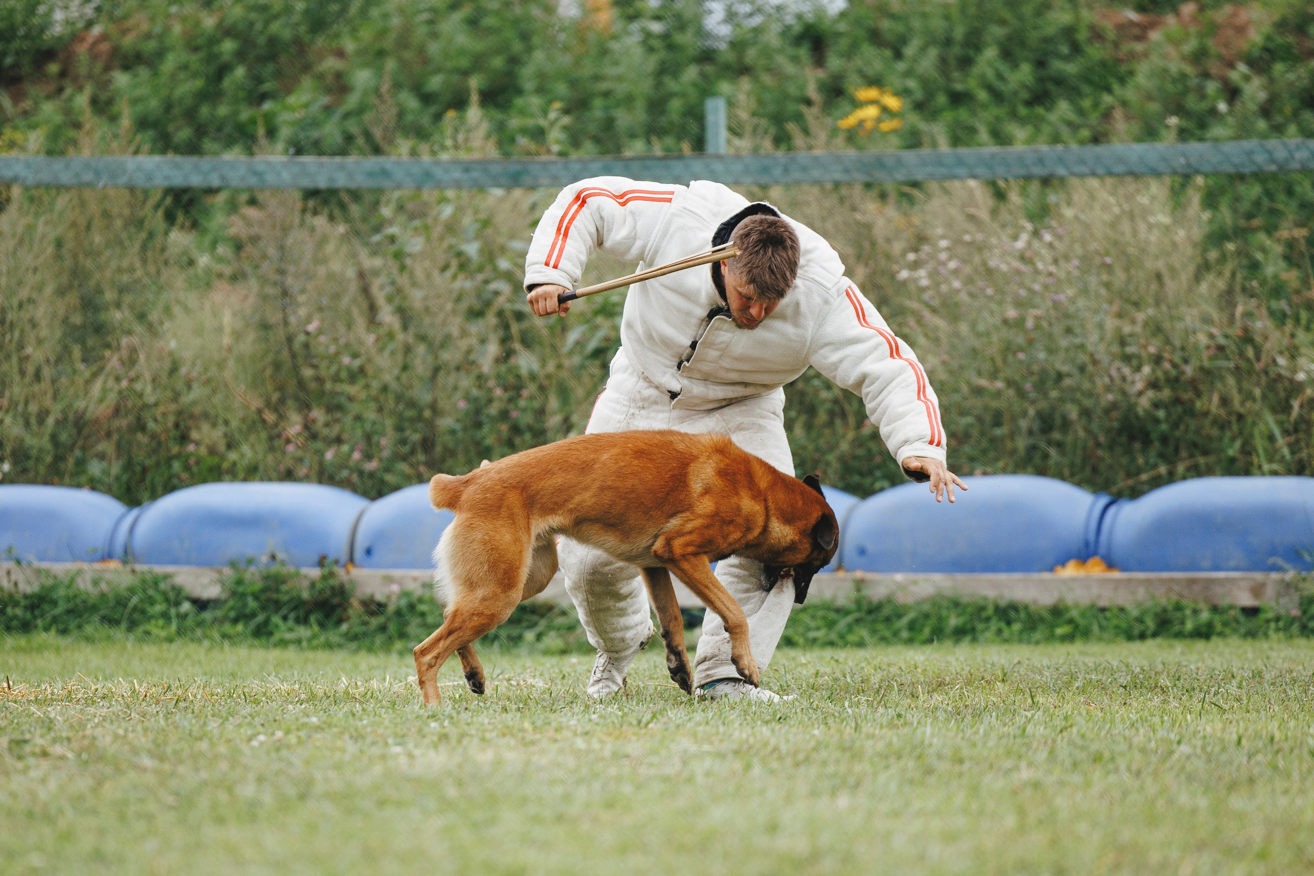 08.08.25-10.08.25 ЧР по мондьорингу г. Вологда. Фотограф-анималист Анна Маринич