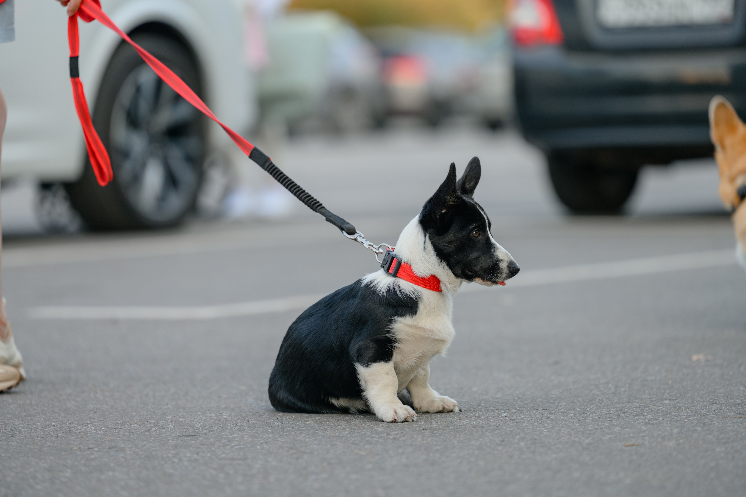 Катя группа. Семейный фотограф и анималист в Москве и Московской области