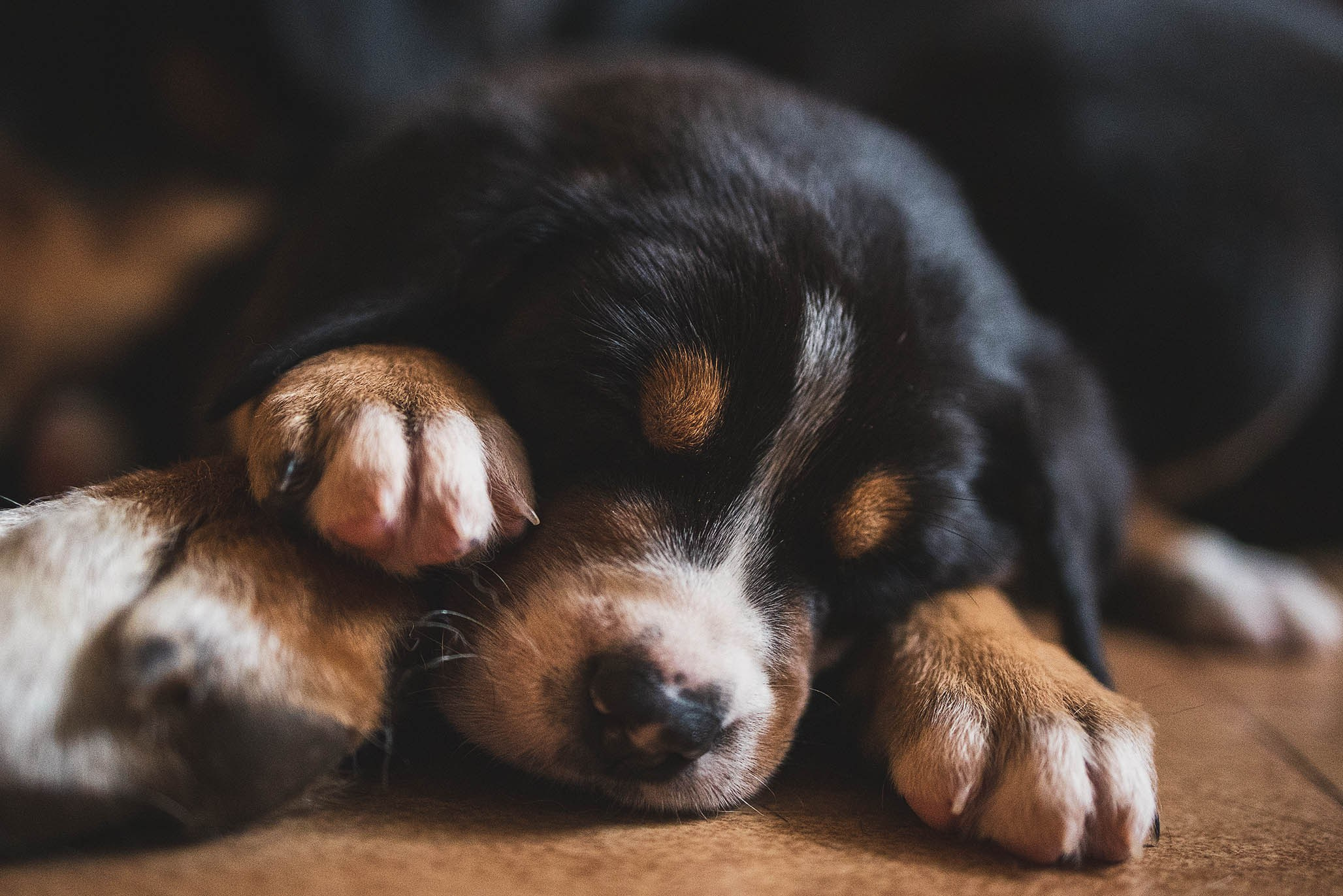 Гроссики. Фотограф-анималист Александра Шеремет