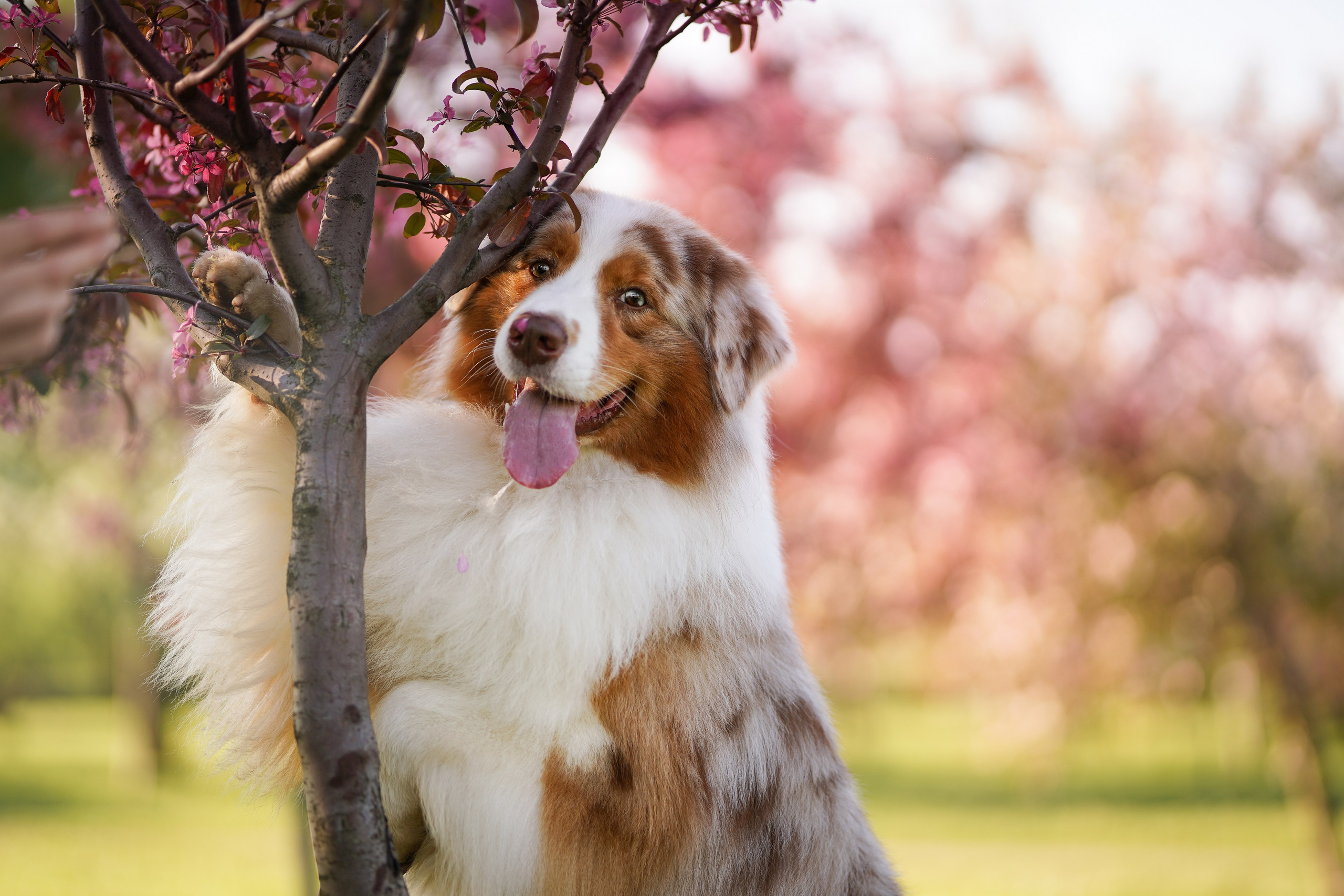 Аусси в Яблоневом саду. Фотограф-анималист в Санкт-Петербурге Яна Мартынова