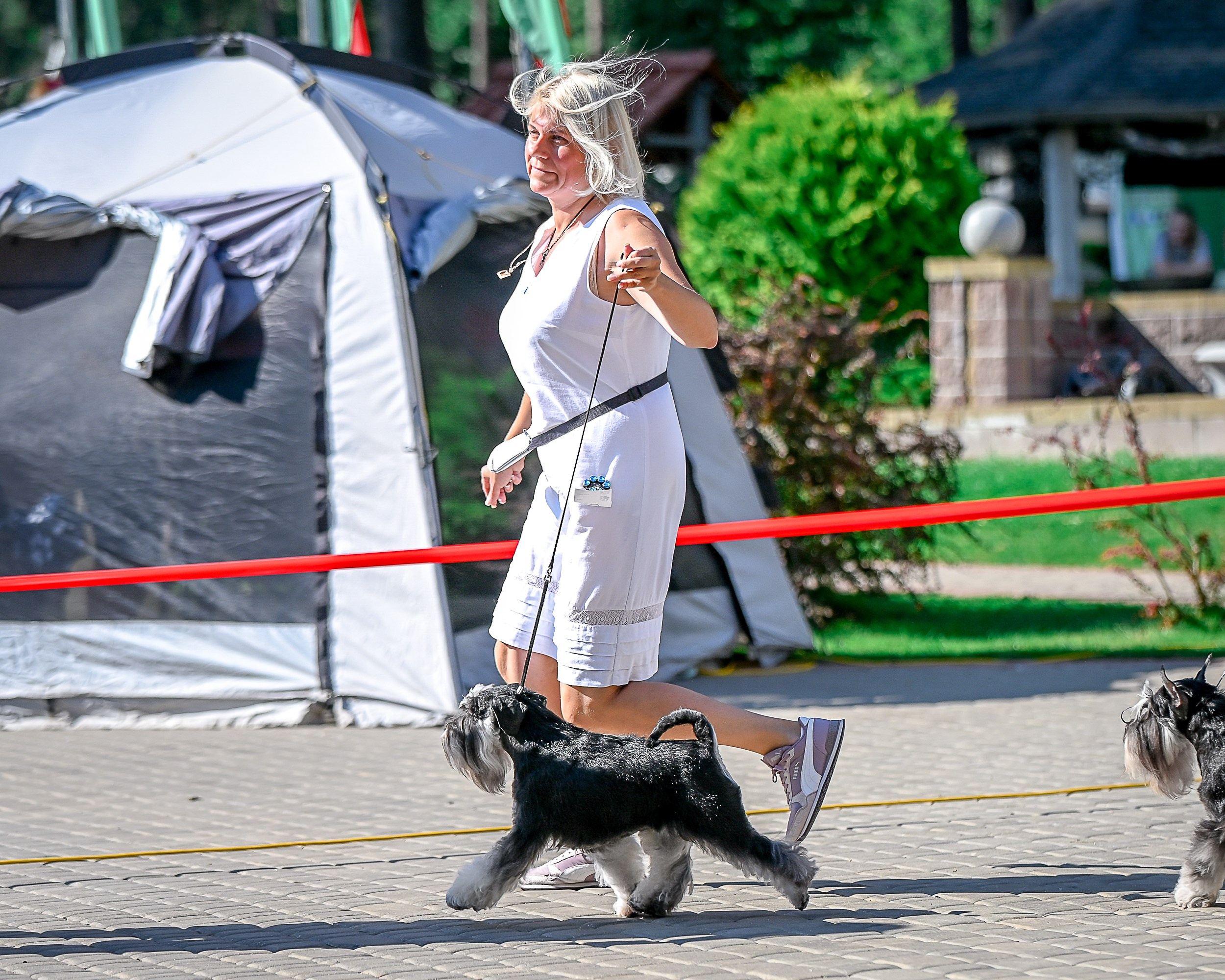 Питомник Делинсо Бэлэнс, щенки цвергшнауцера, купить щенка цвергшнауцера, питомник цвергшнауцеров, кобель цвергшнауцера для вязки, щенок цвергшнауцера, питомник цвергшнауцеров, черный с серебром, цверг, лучший питомник в беларуси