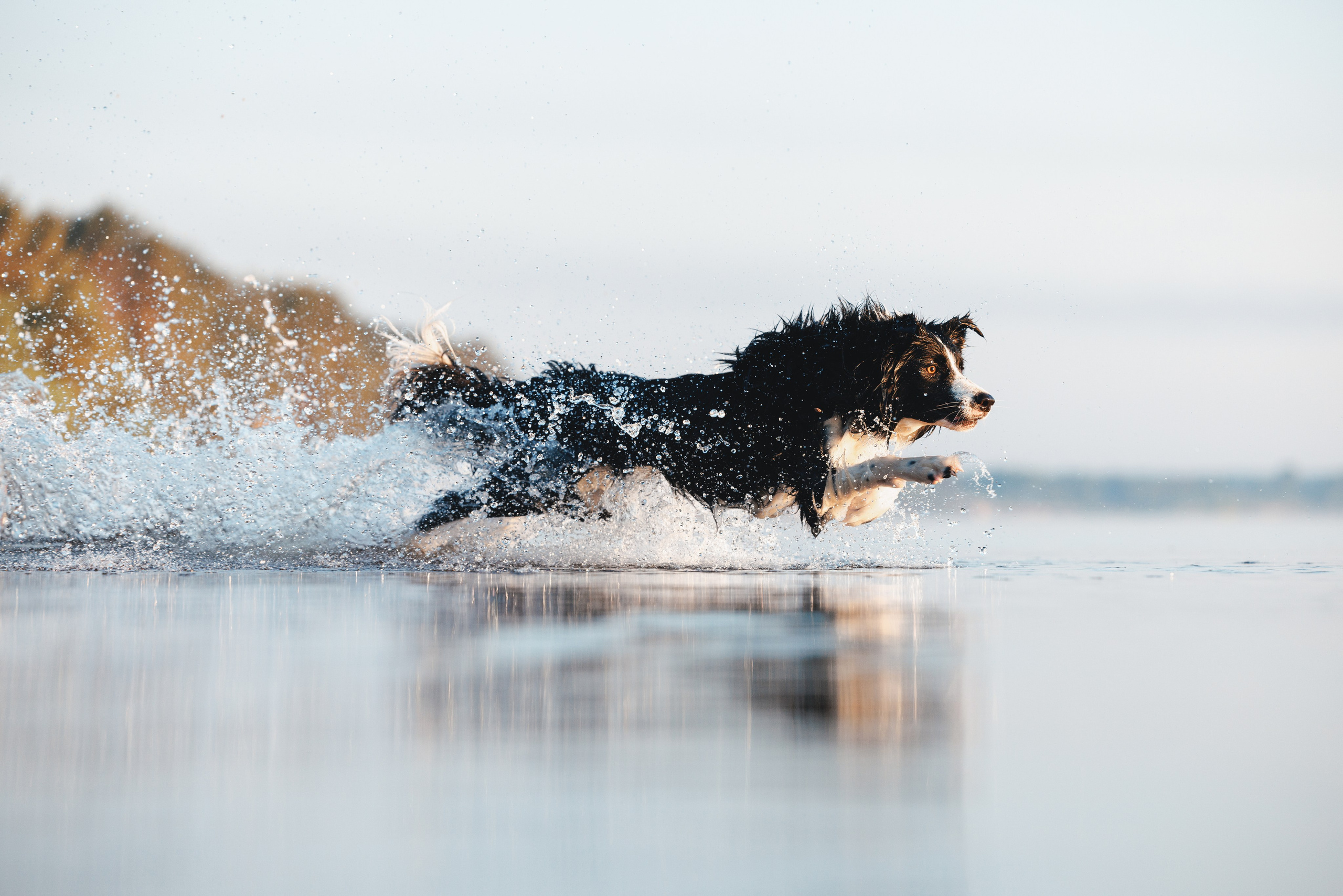 Токи, Янки, Лось, Мако и Рин. Фотограф анималист Осипчикова Мария