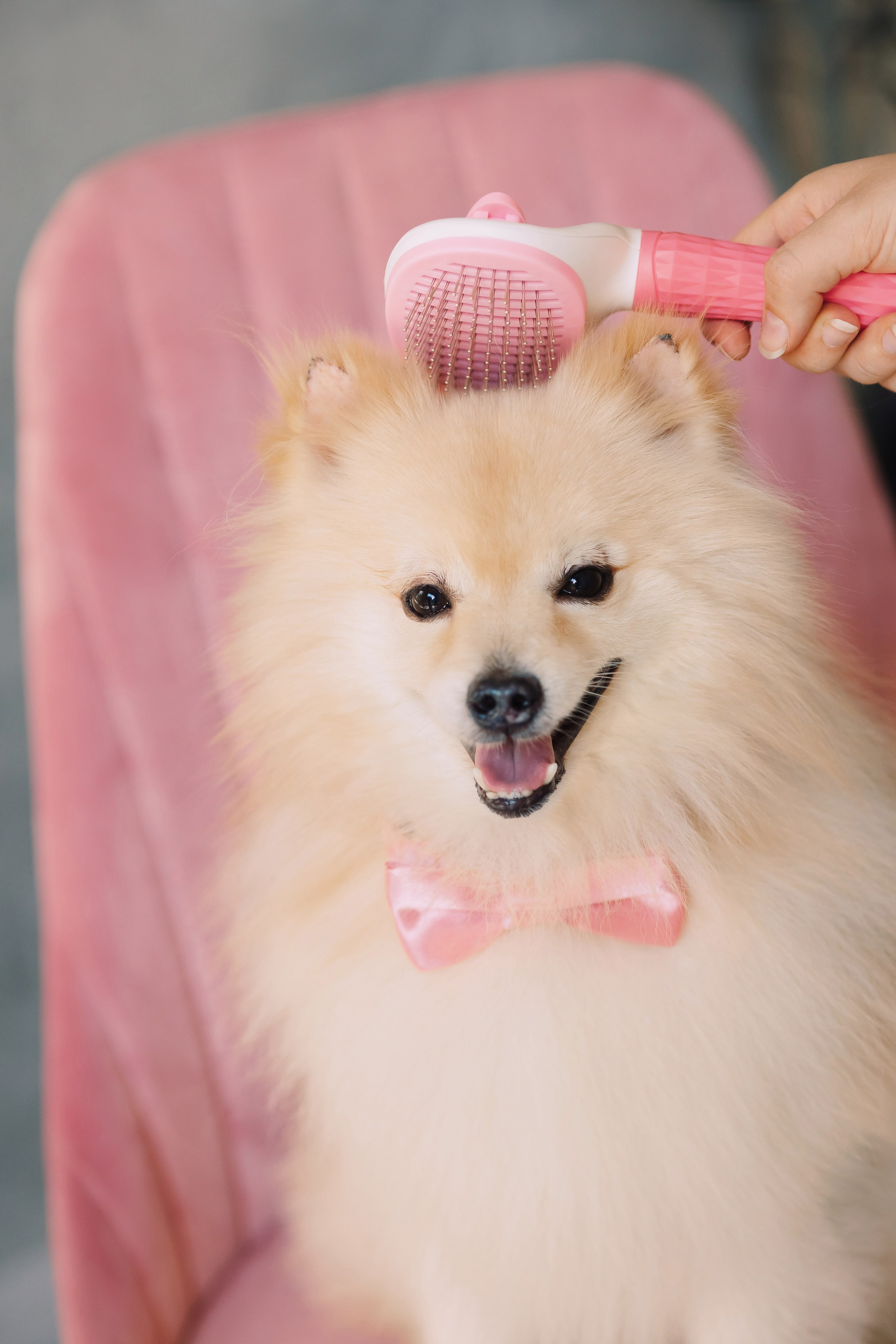 Магазин Friend of mine. Фотограф-анималист Елена Радченко, Москва