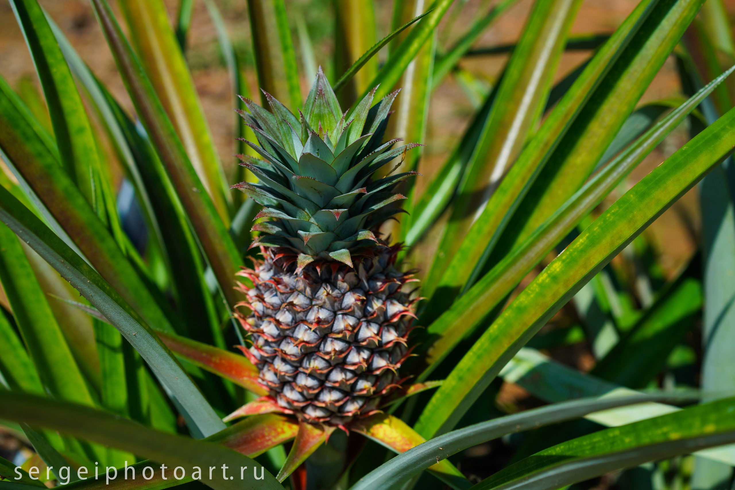 Остров Фукуок, Вьетнам. Фотограф Сергей Кишкель Дананг Нячанг Фукуок