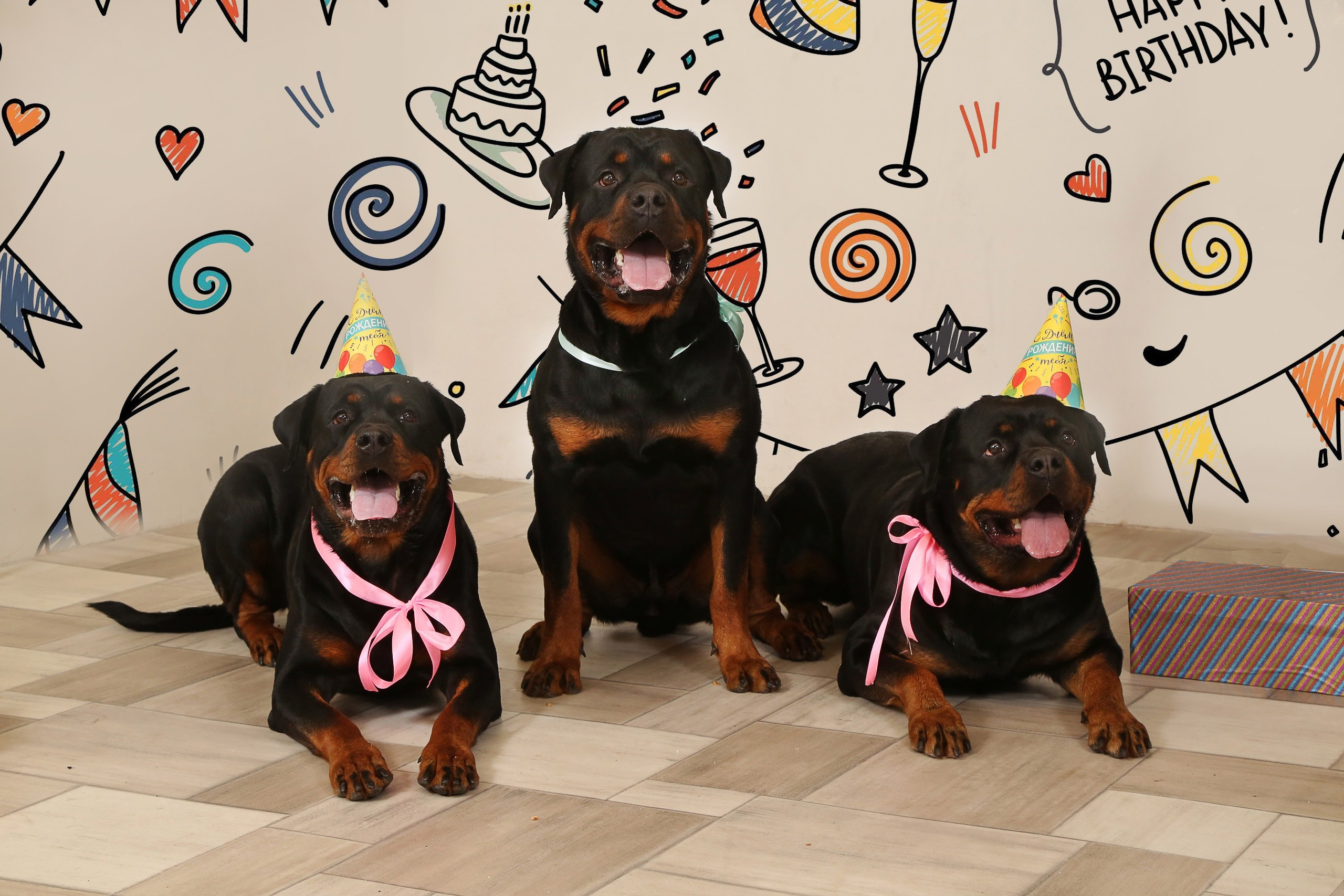 Животные. Авторские туры с профессиональным фотографом