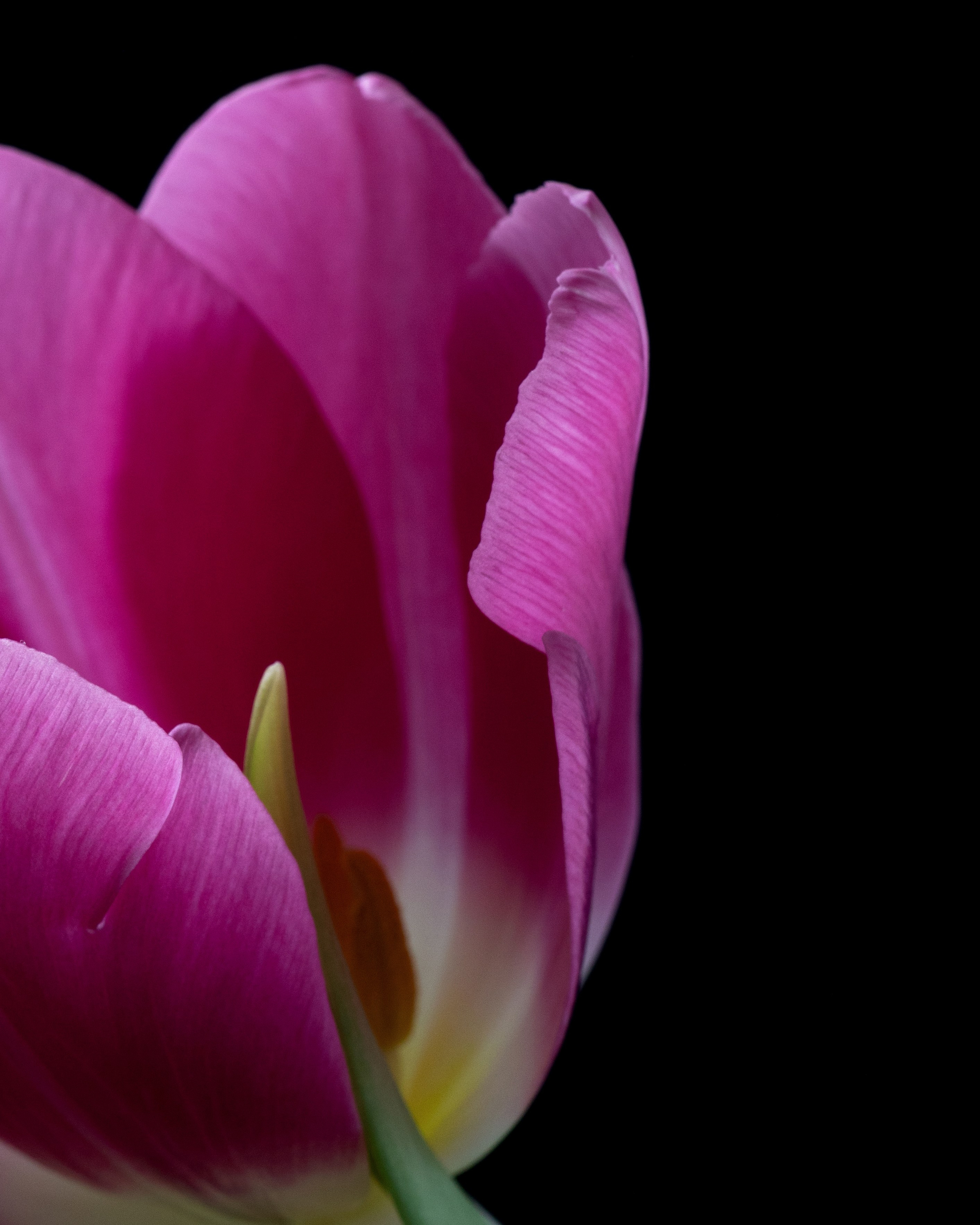 Whispering Bloom. Author’s fine art prints with international delivery