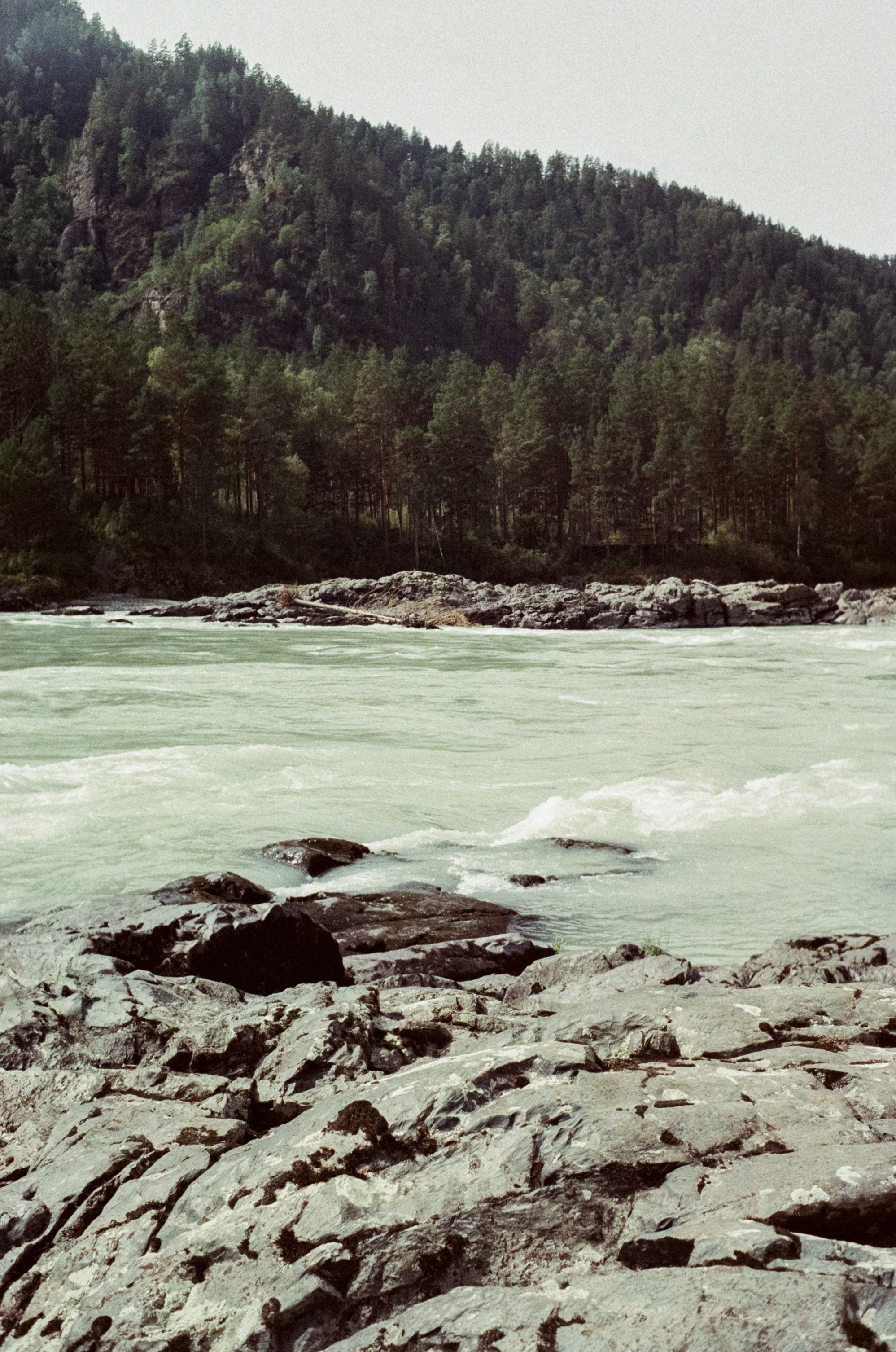 Горно-алтайский ботанический сад, база Кедровый остров / 27 августа 2024 года