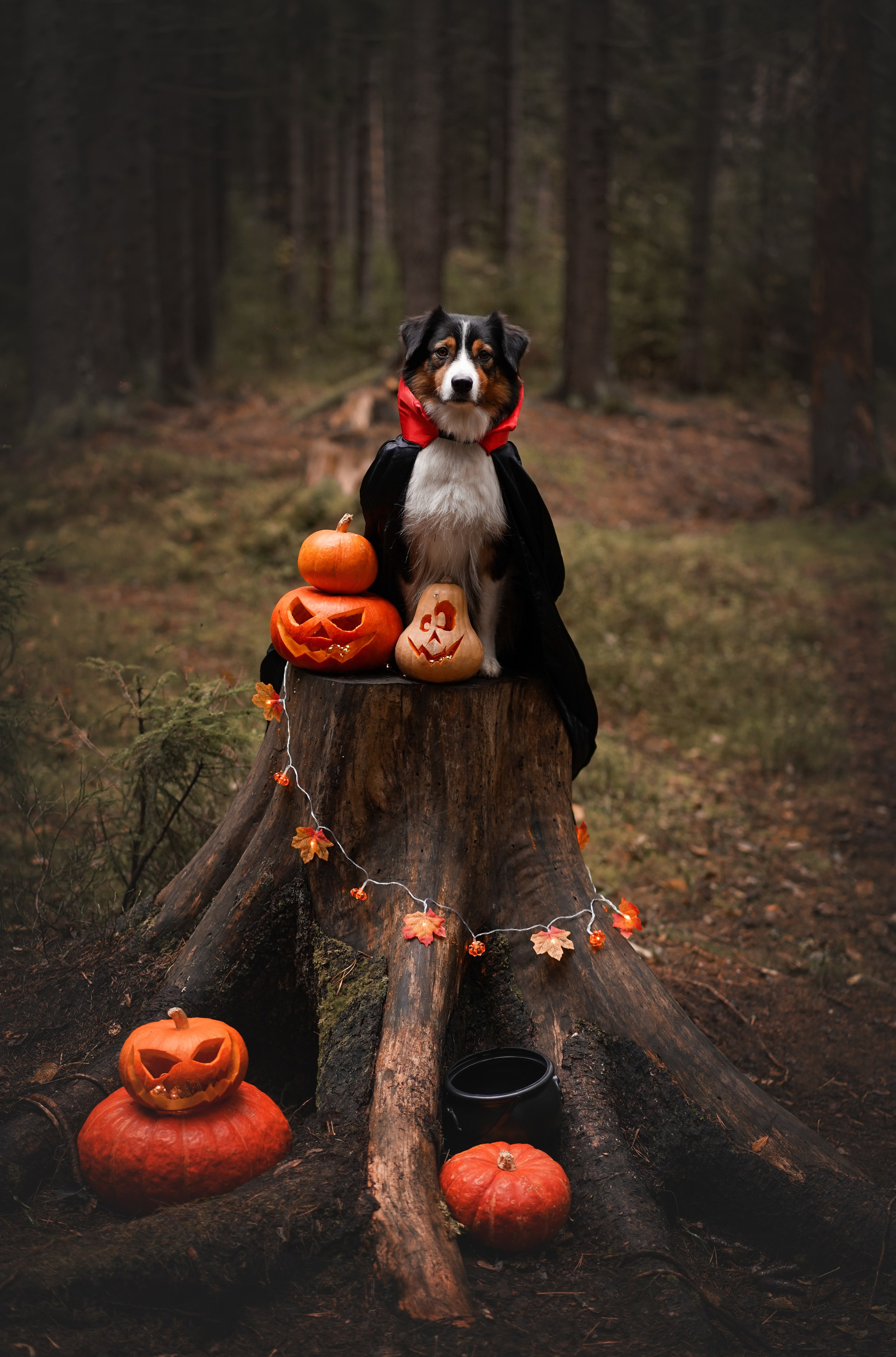 Аусси Хэллоуин 24. Фотограф-анималист в Санкт-Петербурге Яна Мартынова