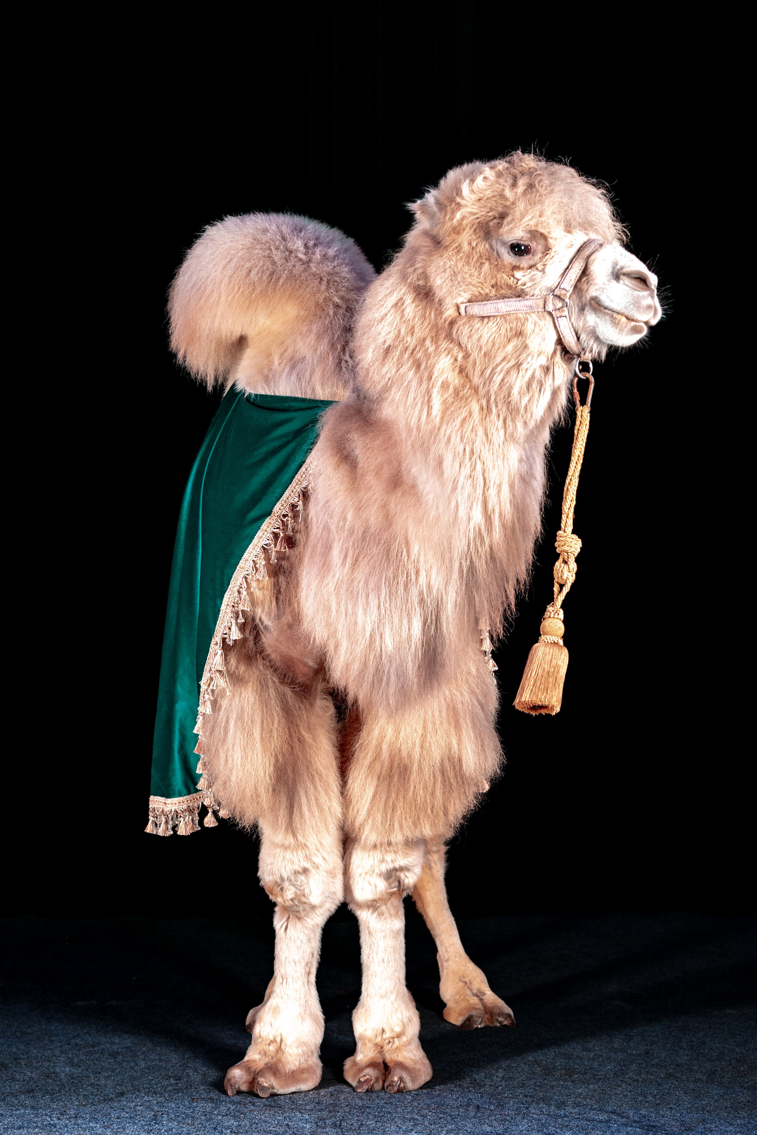 SHUSTOVI/ANIMALS. Sveta GOSHTAUTAS фотограф Пермь
