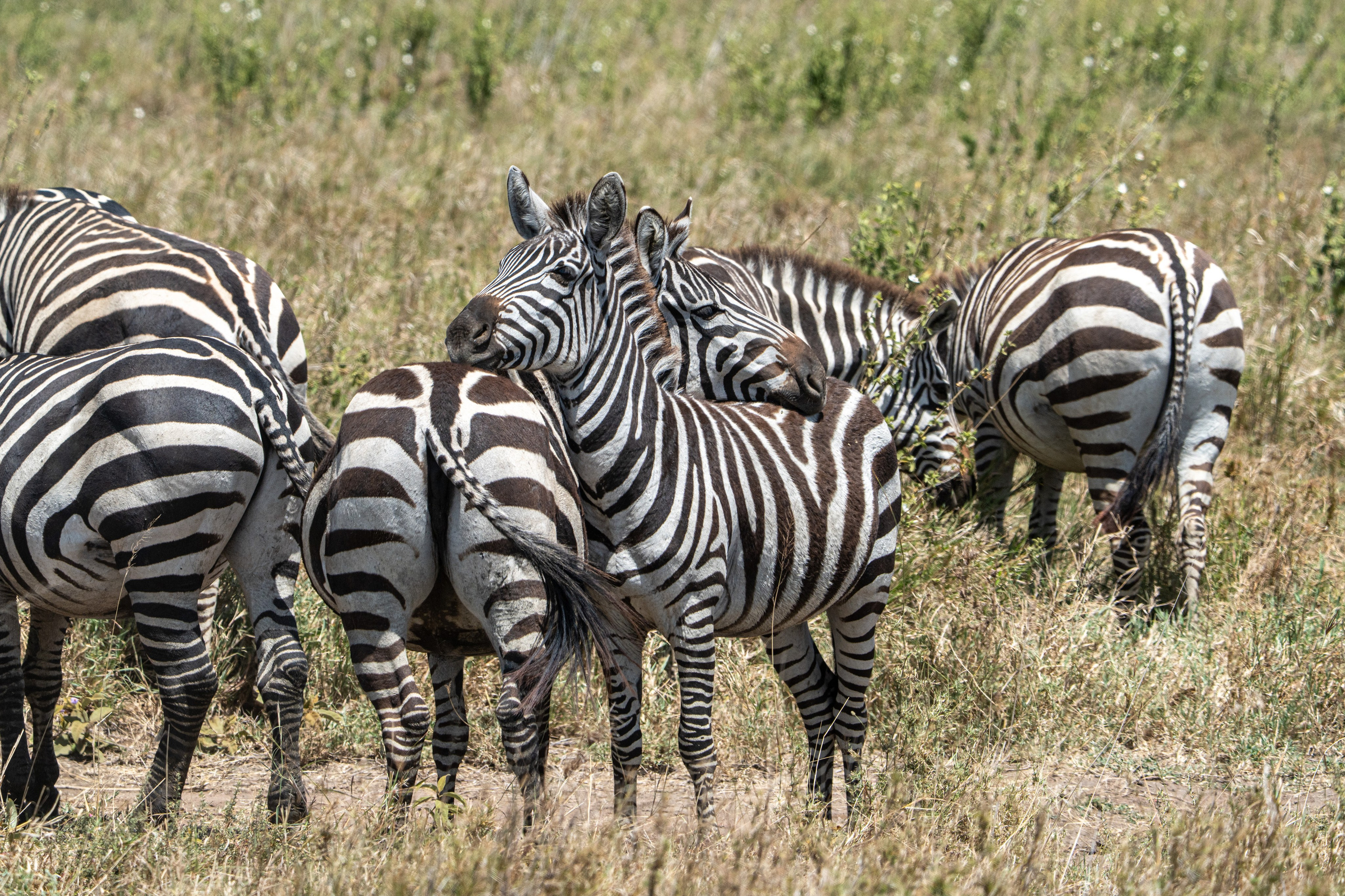 Танзания, сафари, 2025. Творческие сьемки