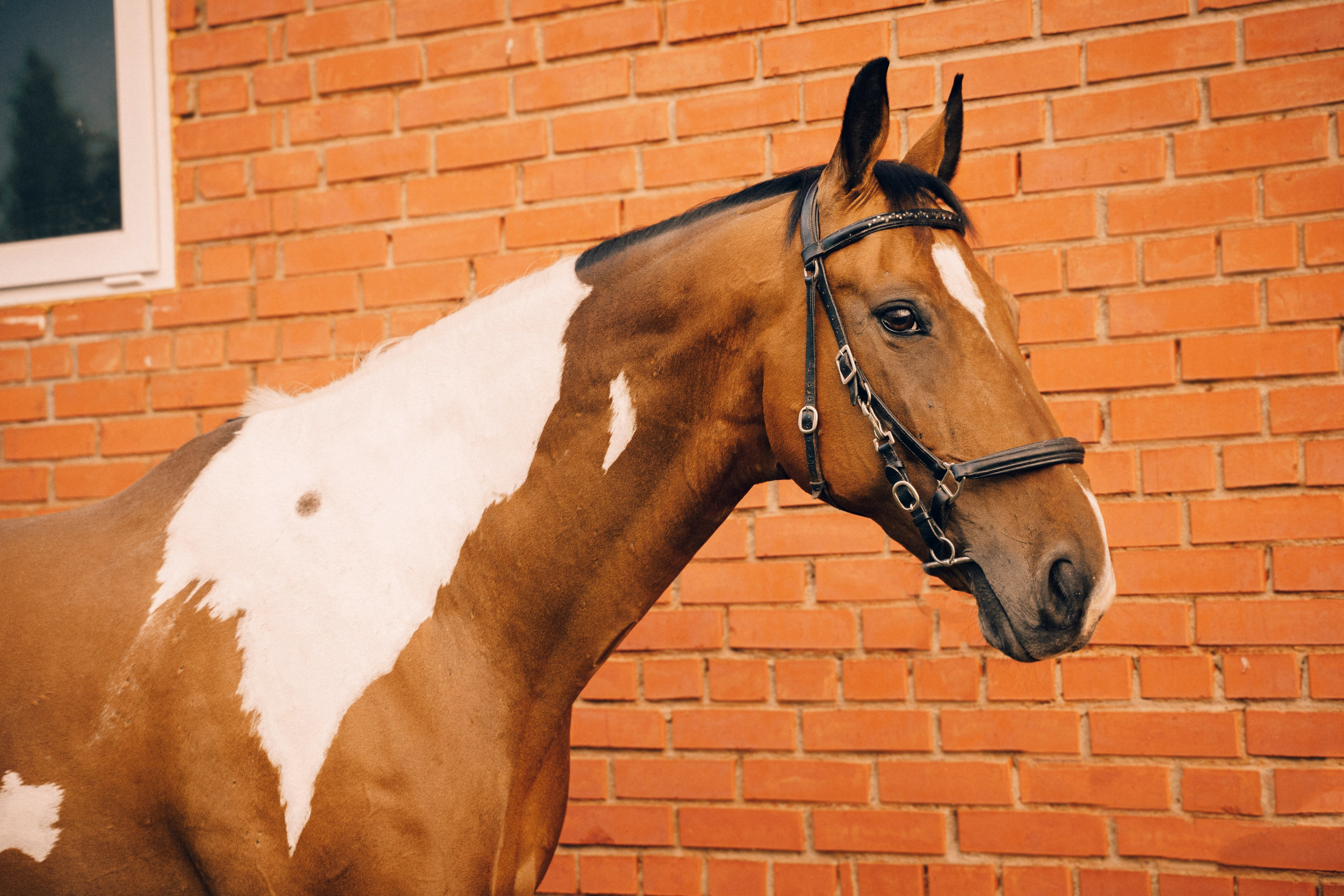 КСК Славино. Фотограф-анималист, портретный фотограф в Чебоксарах Мария Садыкова