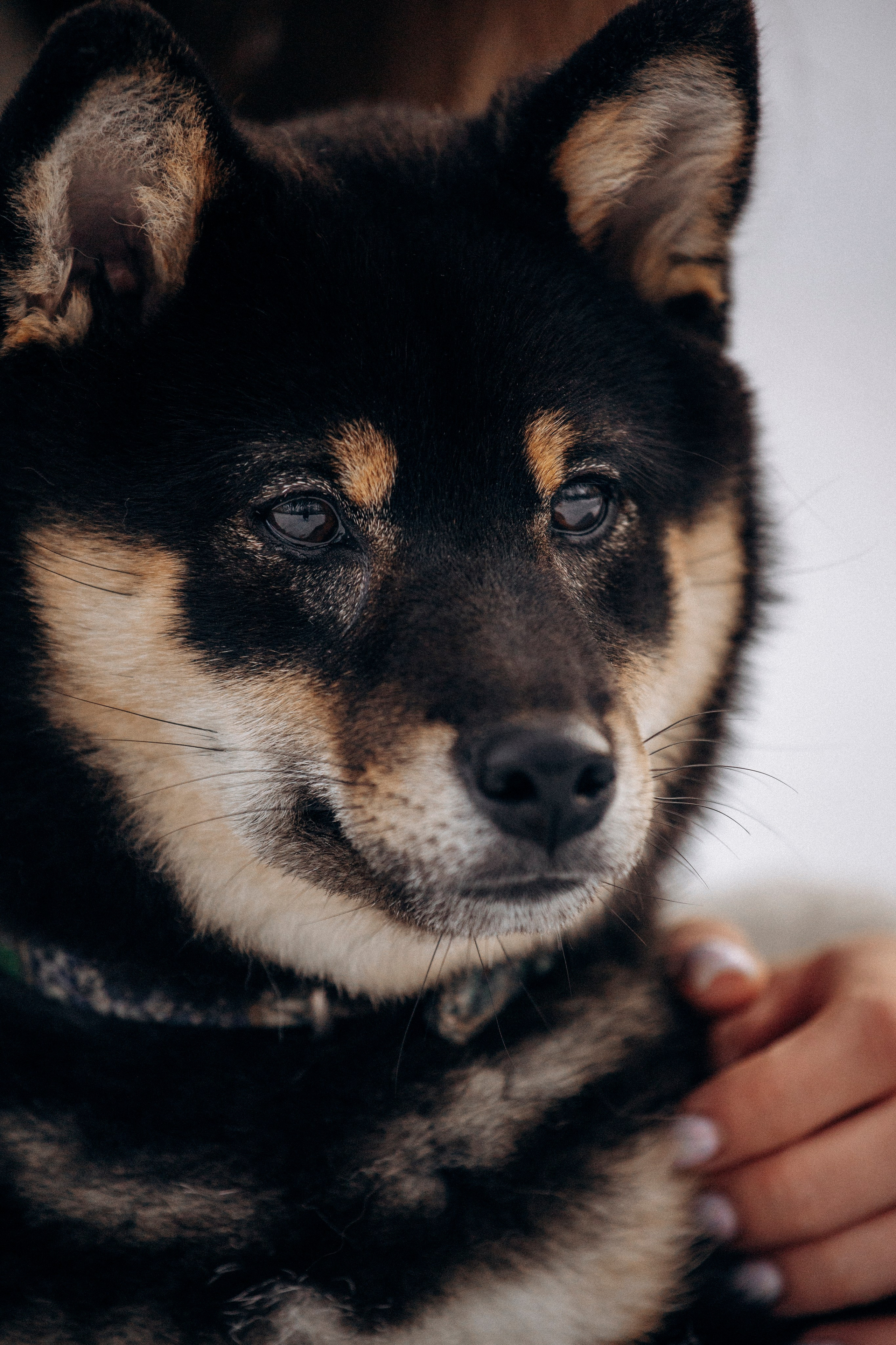 Дарья и Мики. Фотограф — Анималист | Санкт-Петербург
