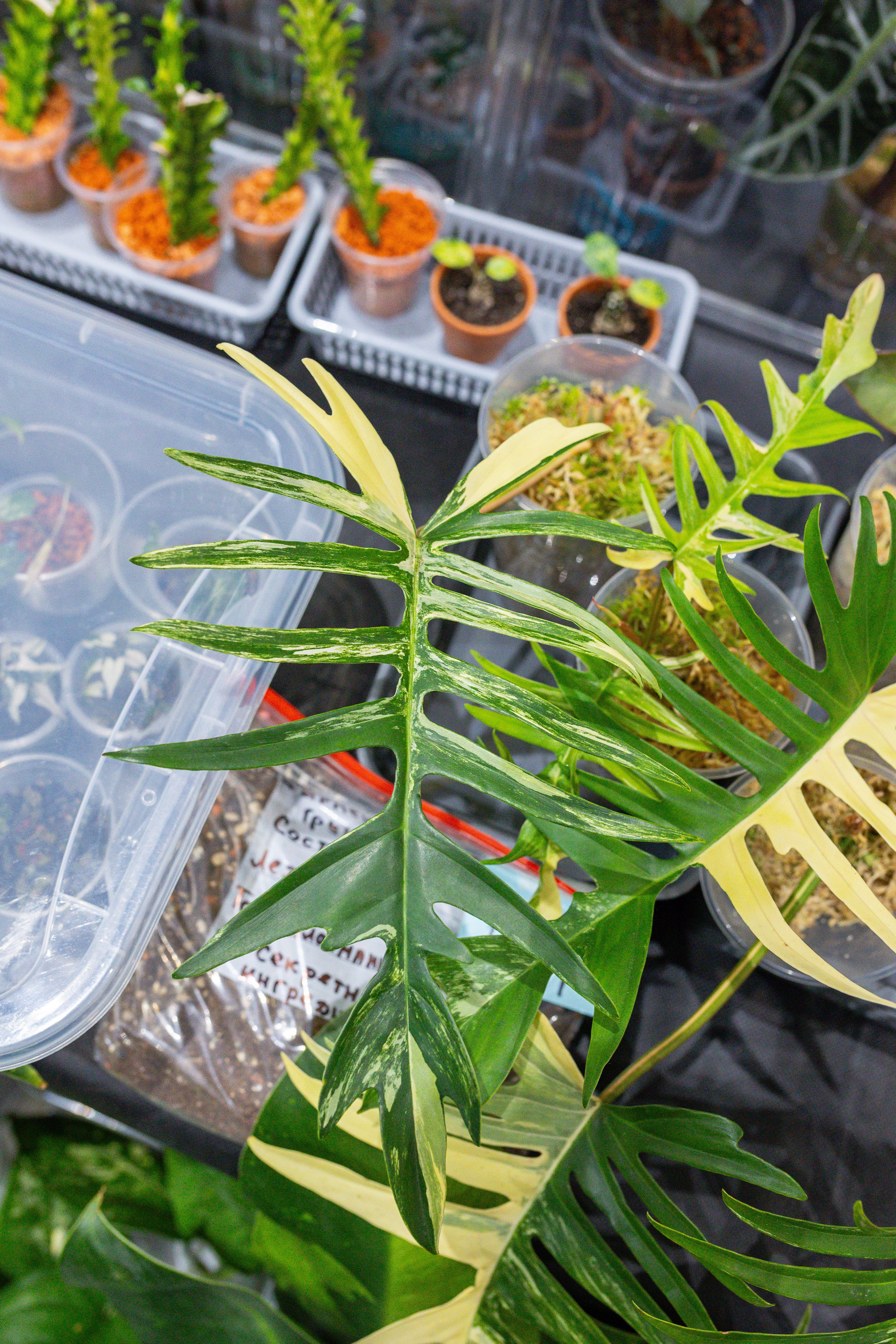 Монстериум 11–12 октября. Александра Куликова фотограф, Москва