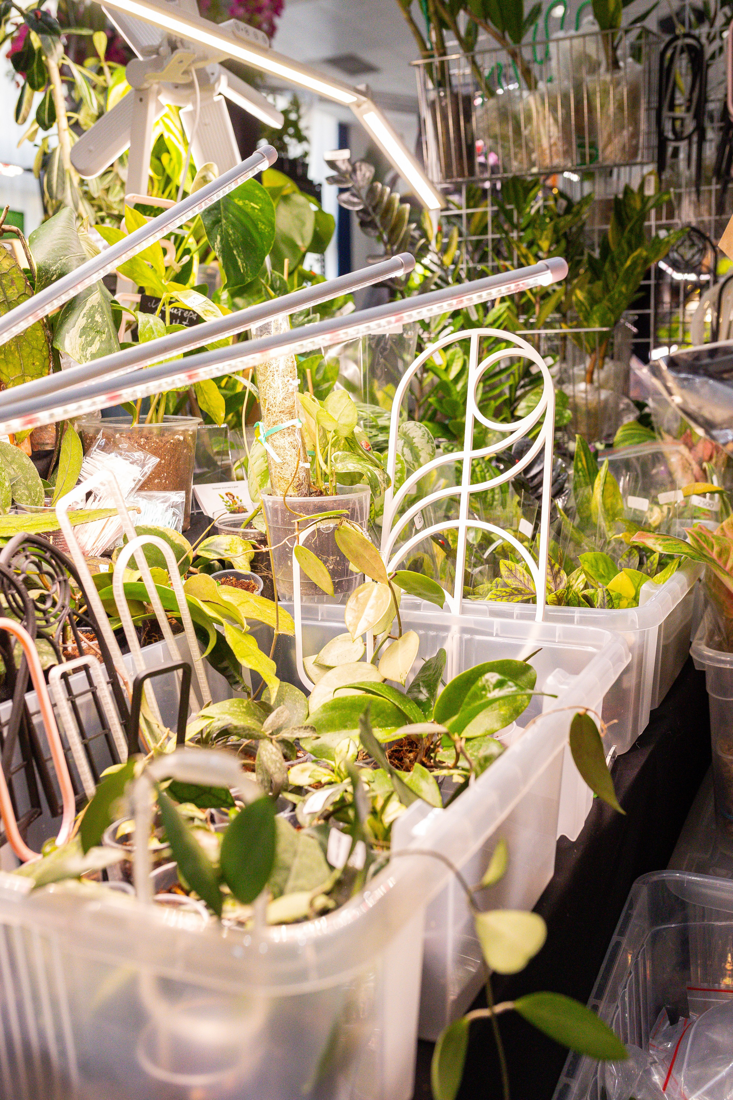 Монстериум 11–12 октября. Александра Куликова фотограф, Москва