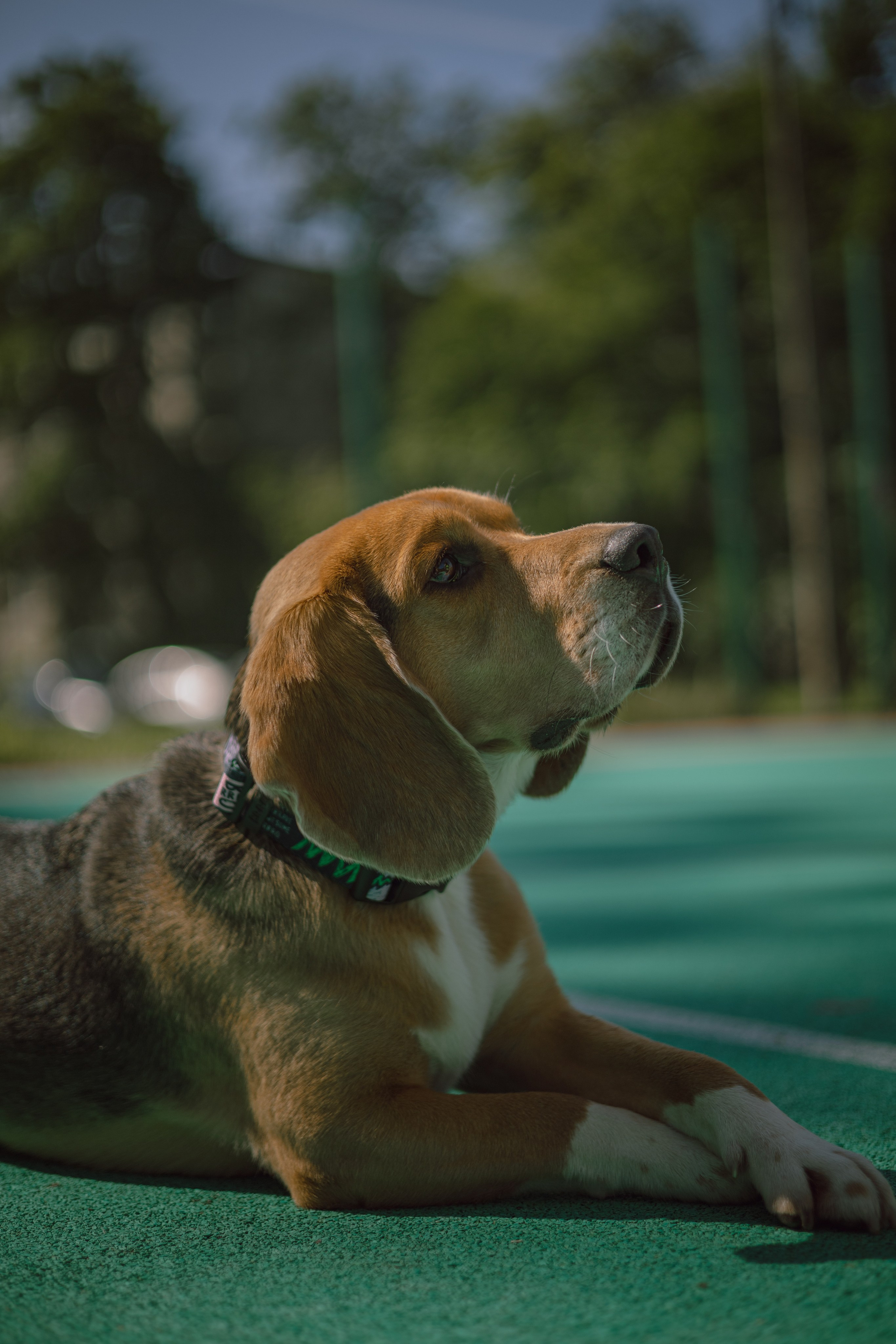 Оуджи и Катя. Фотограф — анималист •love-story•|Санкт-Петербург