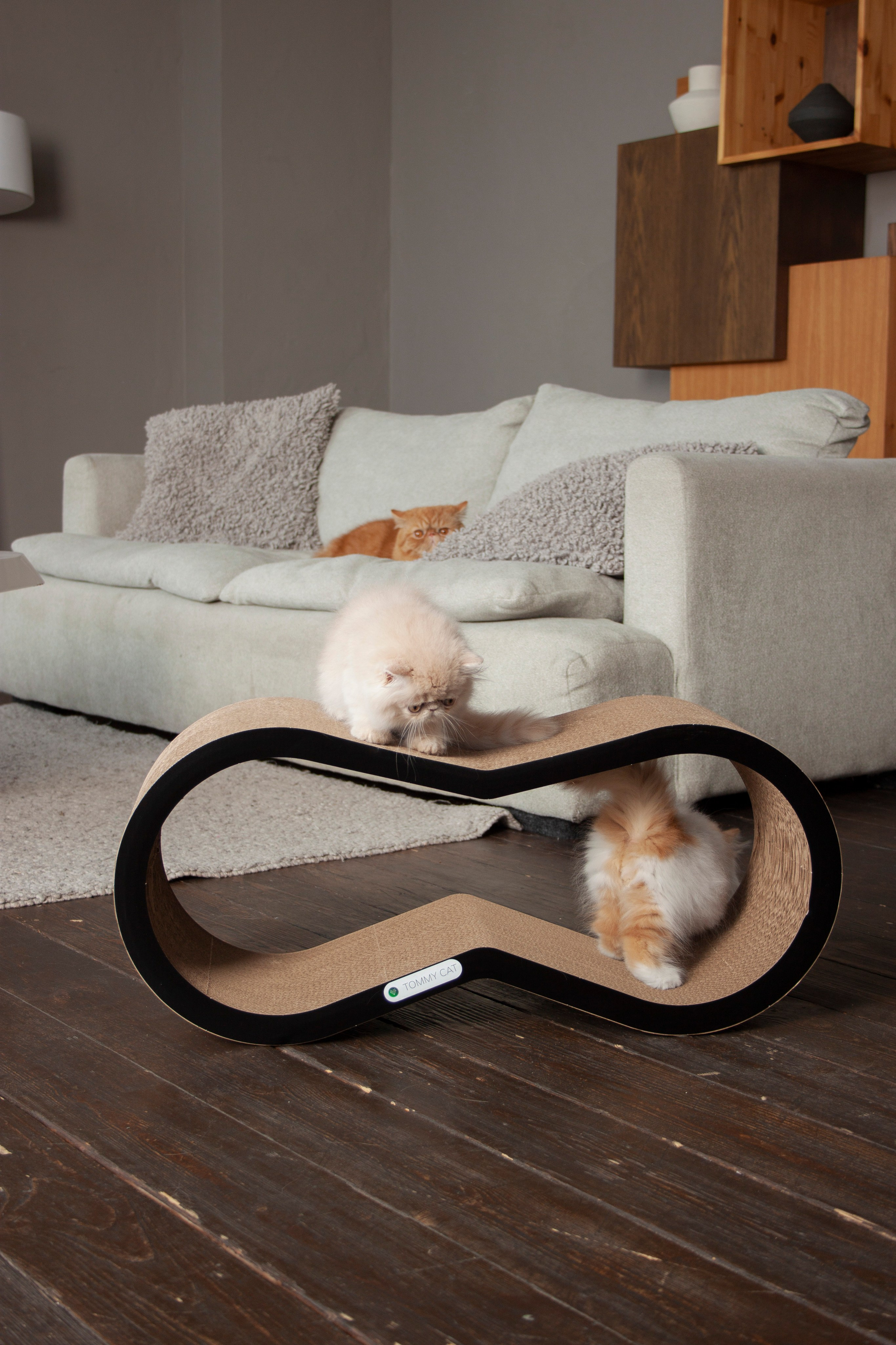 Работа с Tommy cat. Oksan_photo