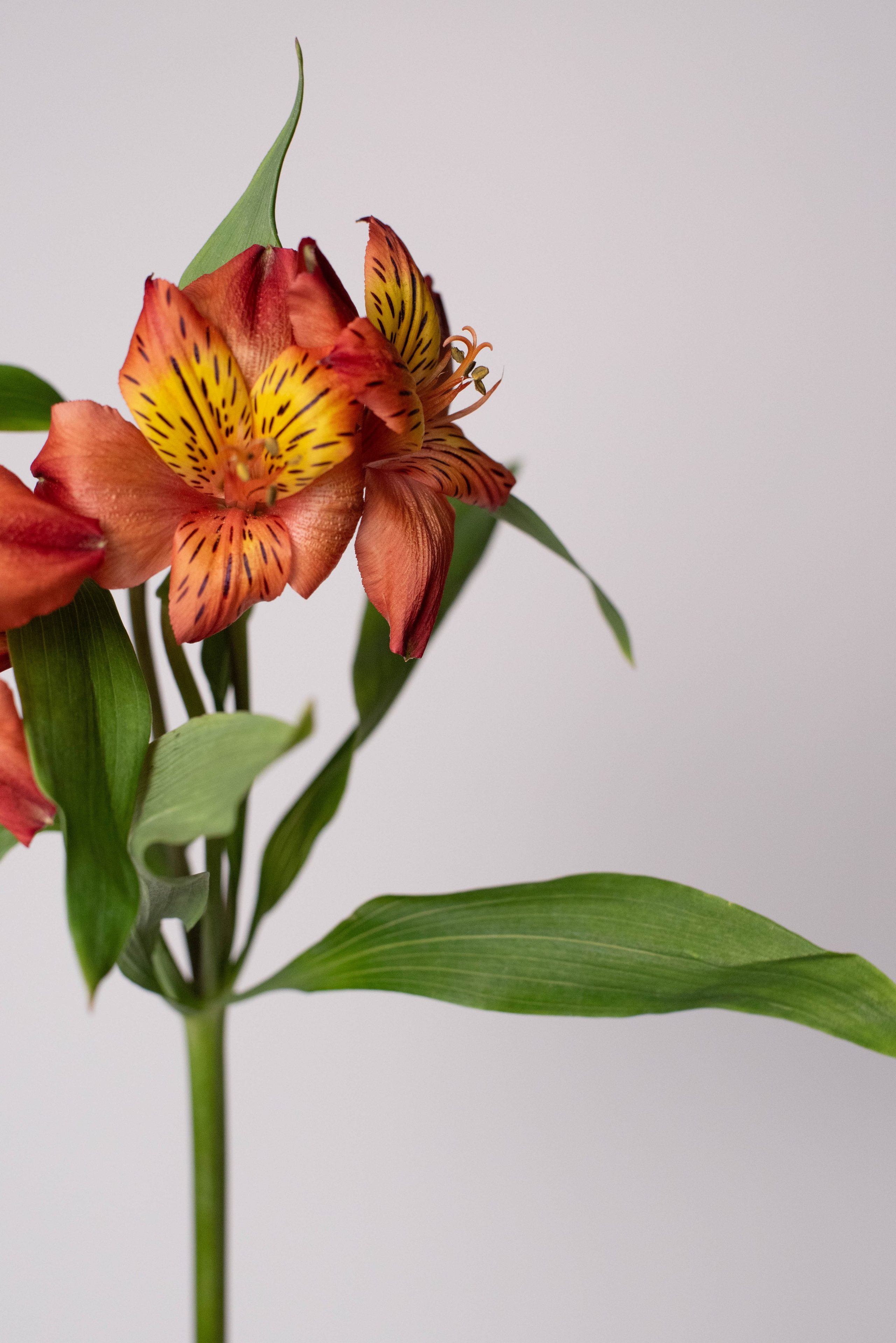 Цвет Роз контент для магазина цветов. Фотограф в Минске