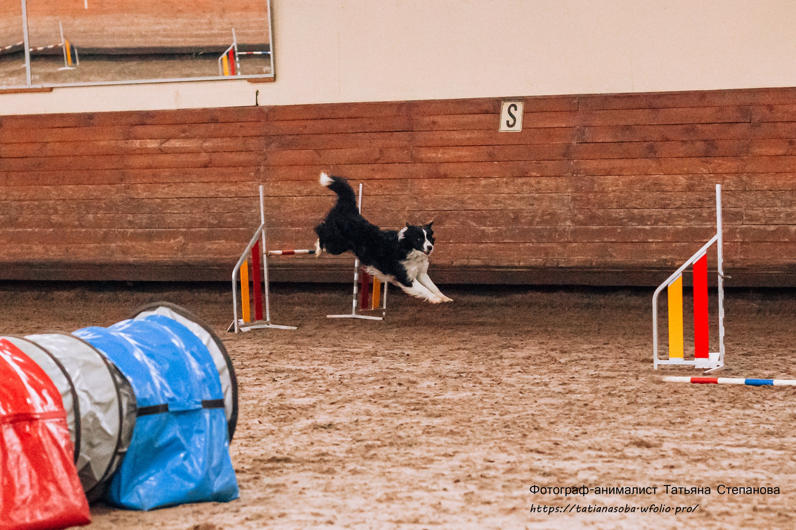 Соревнования по Аджилити 25.02.2024. Фотограф-анималист Татьяна Степанова