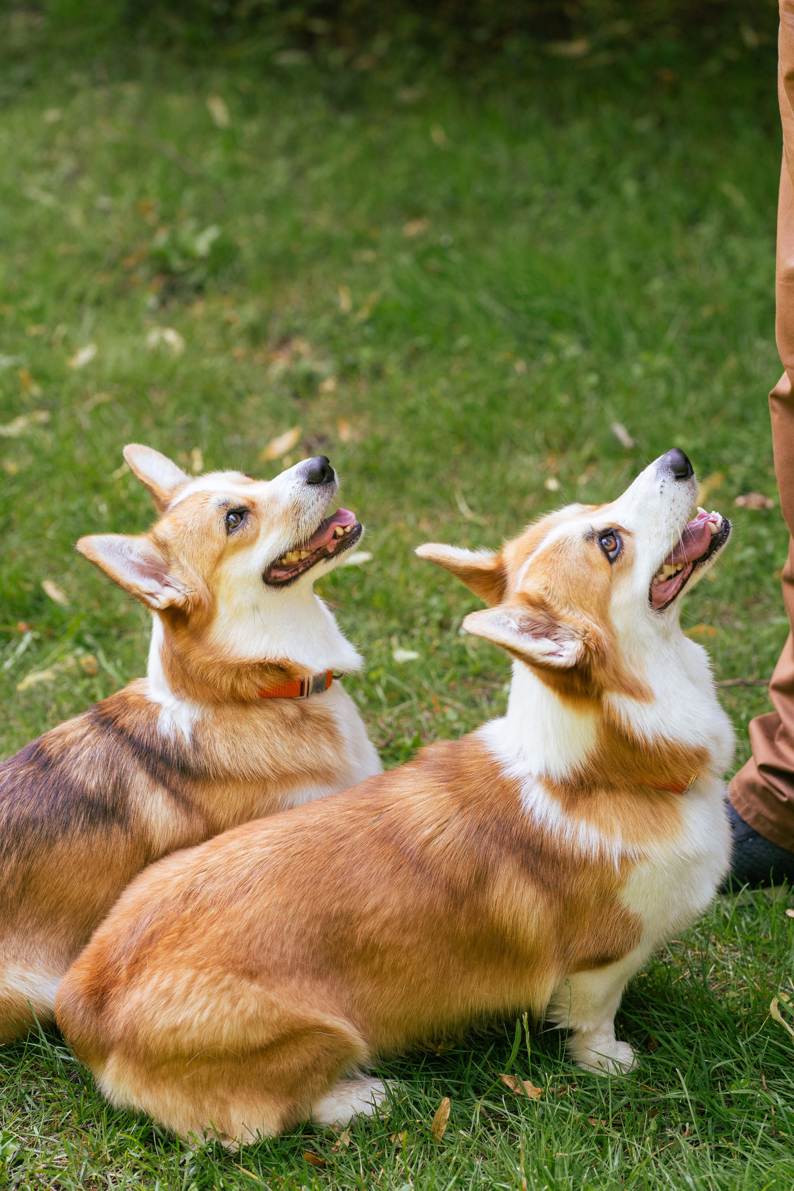 Ольга и коржики. Свадебный фотограф в Москве Анна Полушина