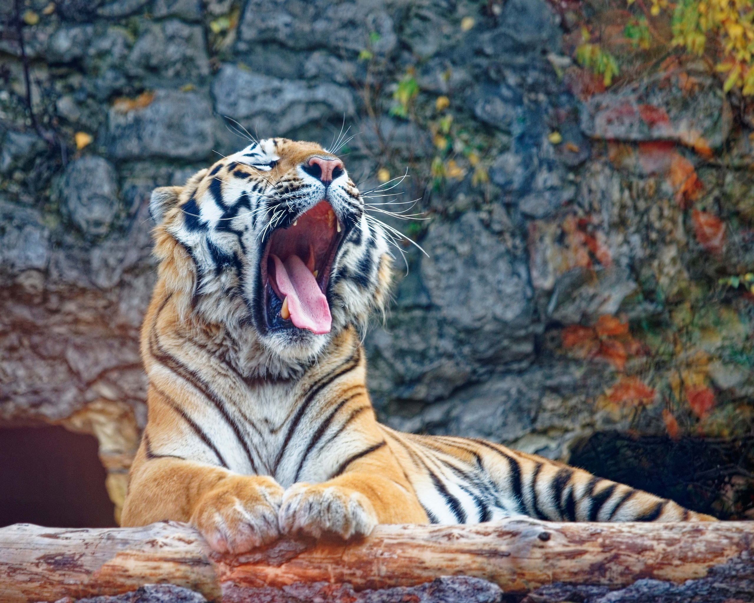 МОСКОВСКИЙ ЗООПАРК. Фотограф Владимир Роля