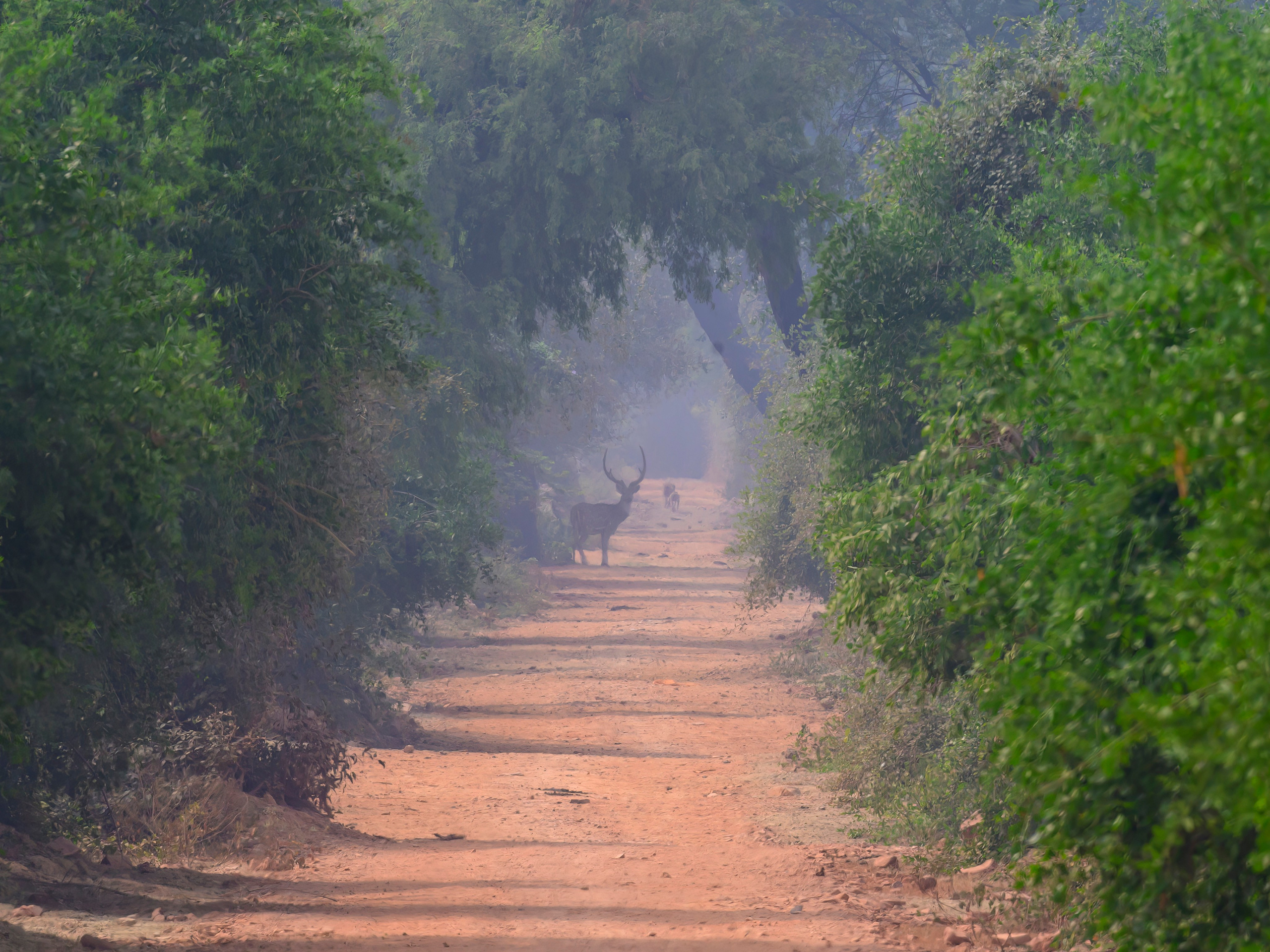 Раджастан, Индия. Wildlife photography by Sergey Puponin