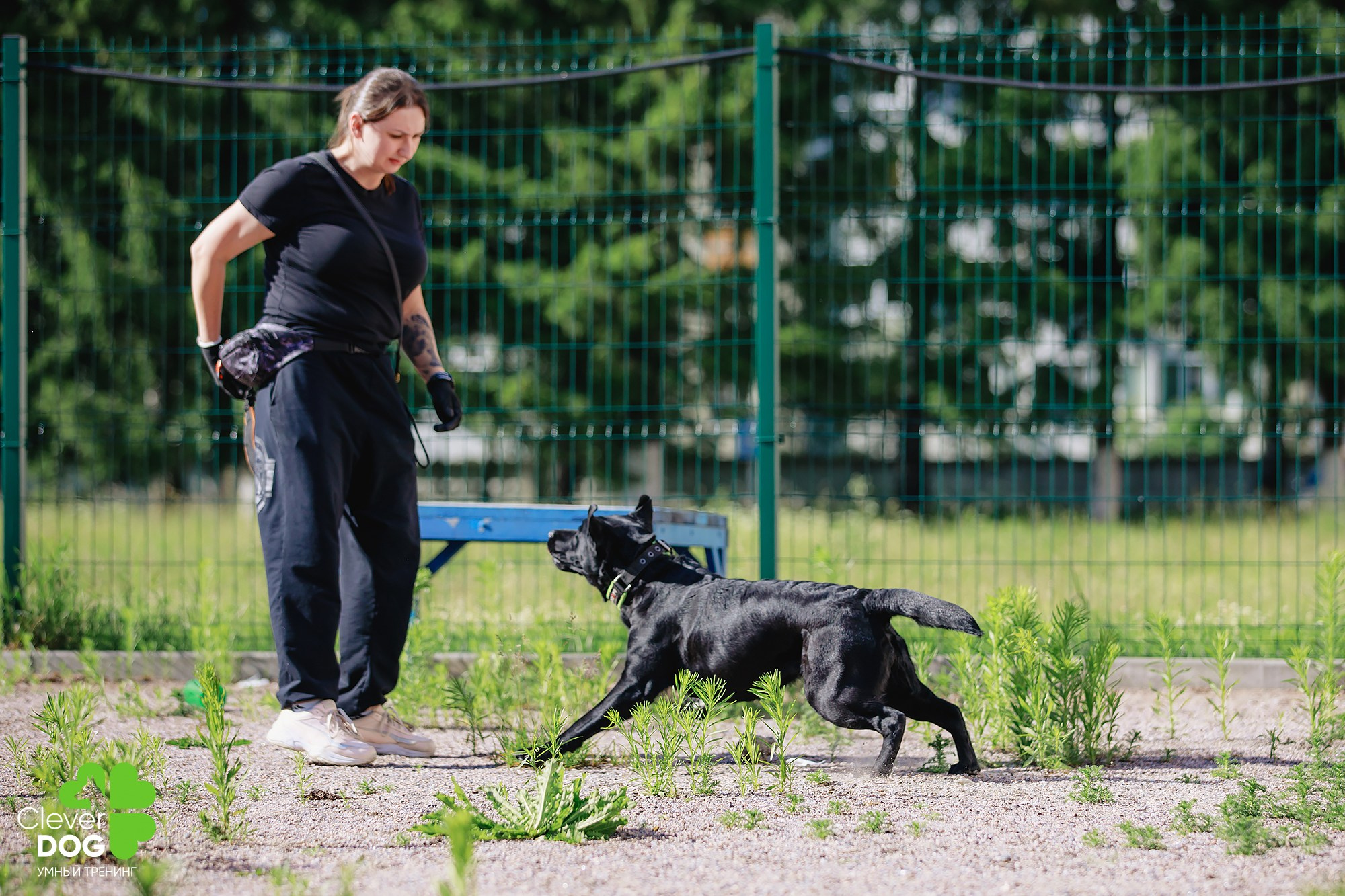 Семинар по поиску запаха с Иваном Ломовым, организатор CleverDog, СПб. Фотограф-анималист Mary Mart — Москва, Питер