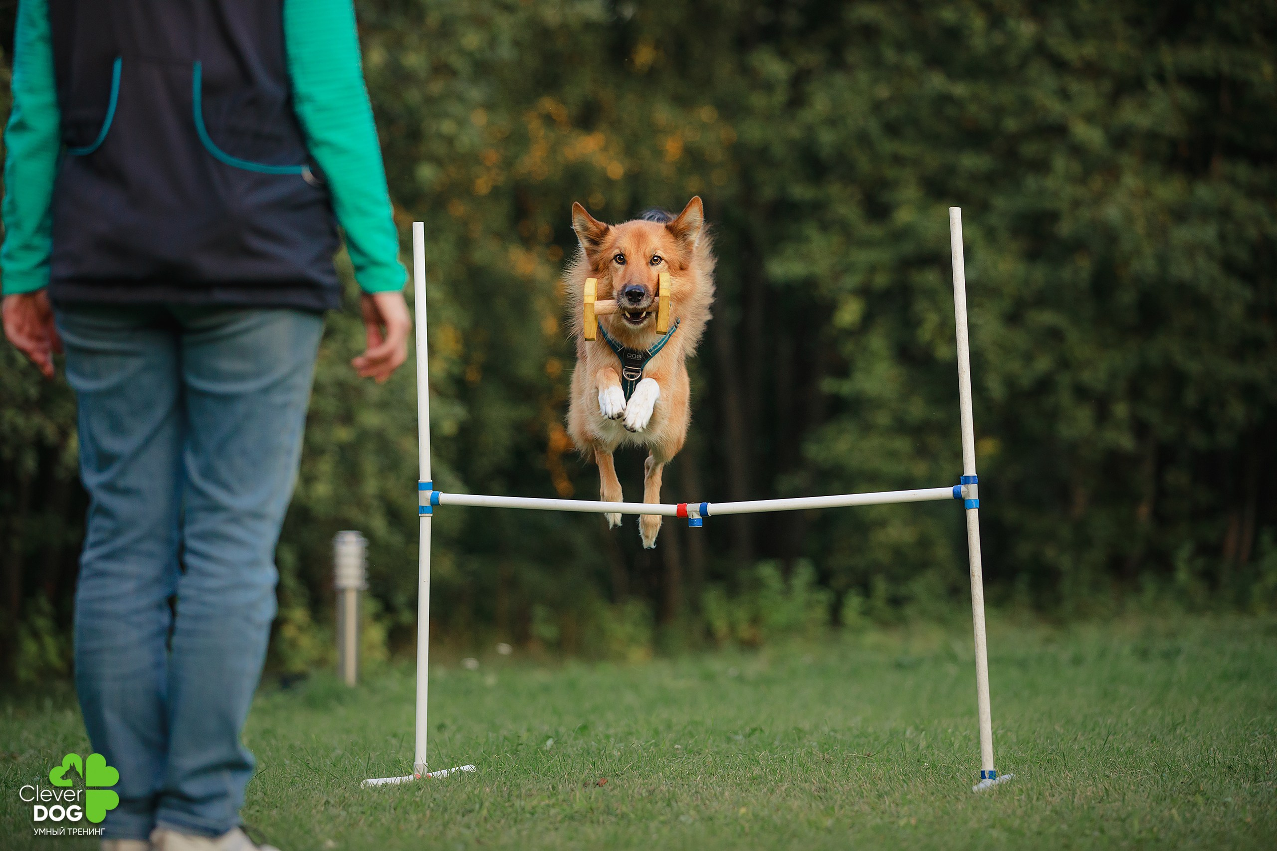 Кинологический лагерь CleverDog, 2024. Фотограф-анималист Mary Mart — Москва, Питер