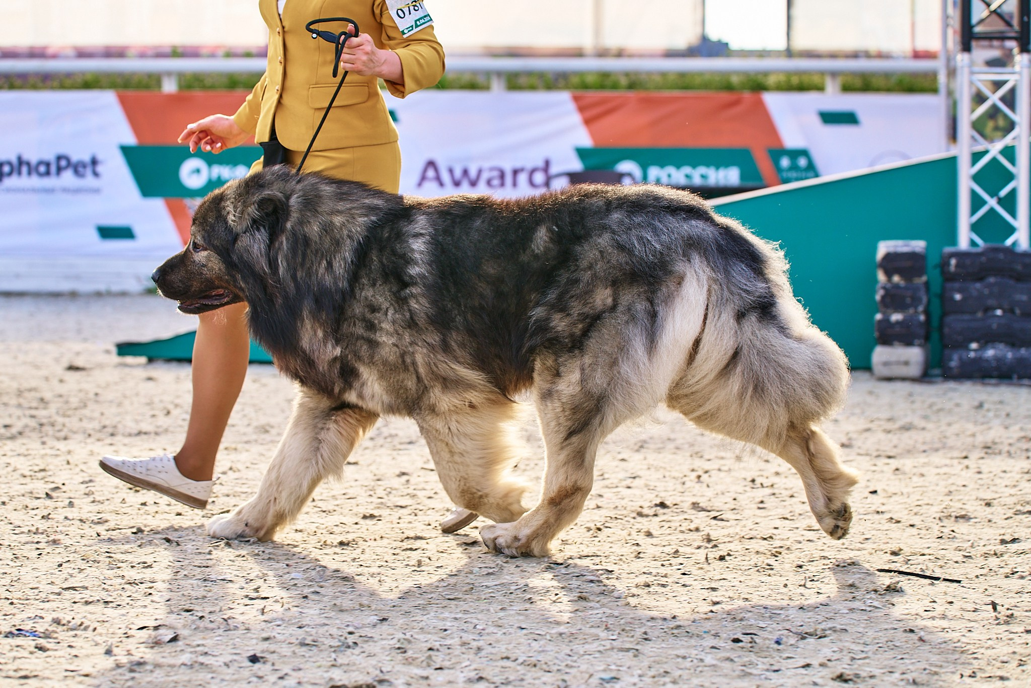 08.06.2024 «РОССИЯ. КУБОК РКФ 2024»