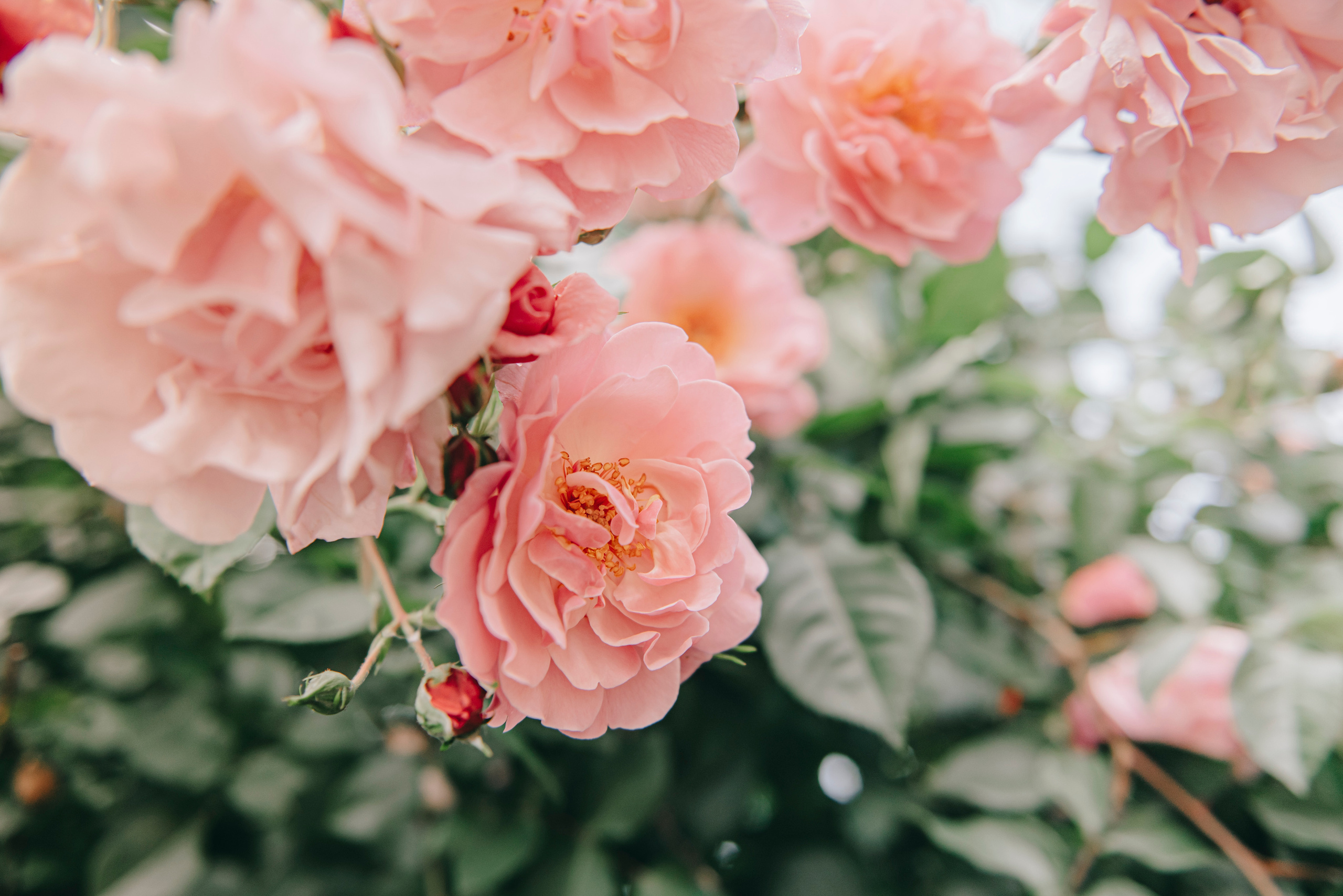 Крещение. Фотограф в Краснодаре Зеленкина Дарья