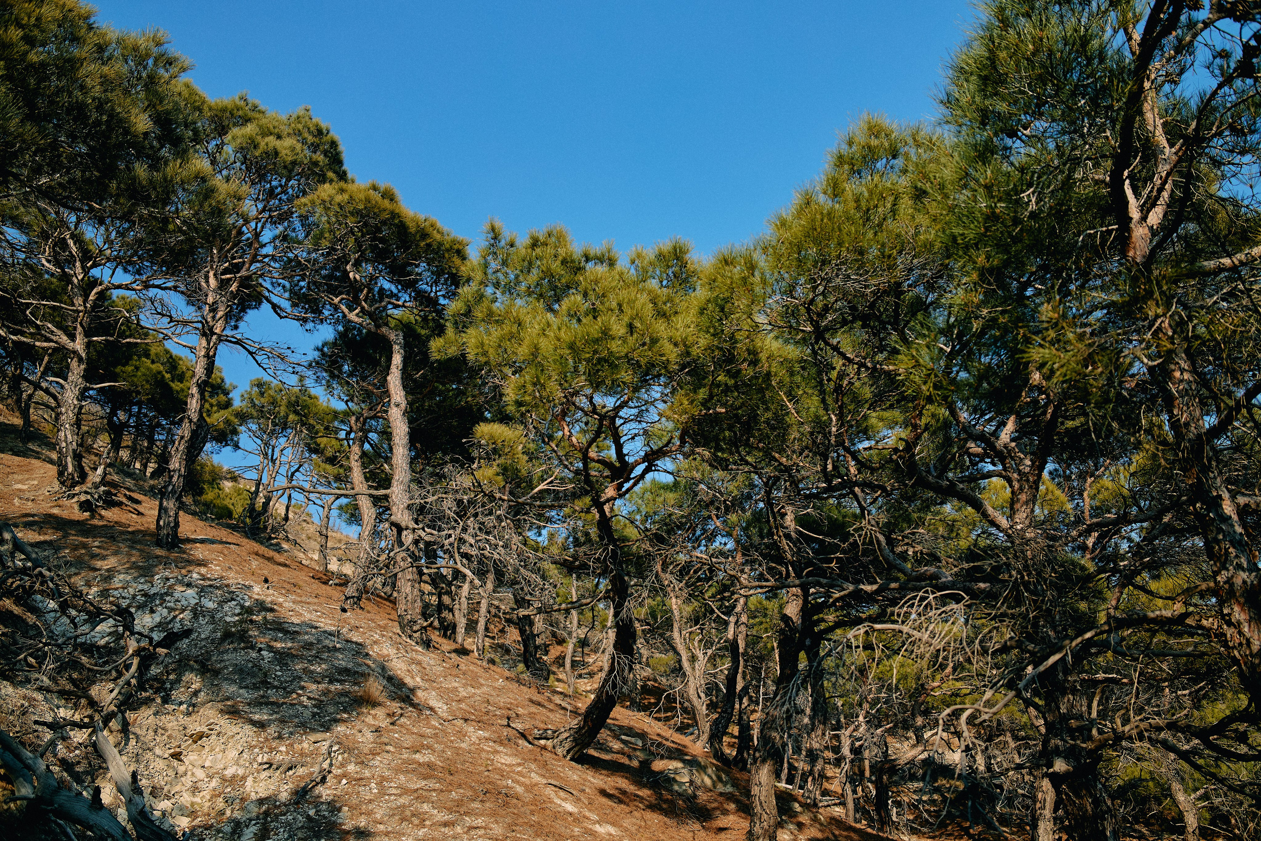 Юг России. Профессиональный Фотограф во Владимире, в Москве и в Суздале — Полина Романычева