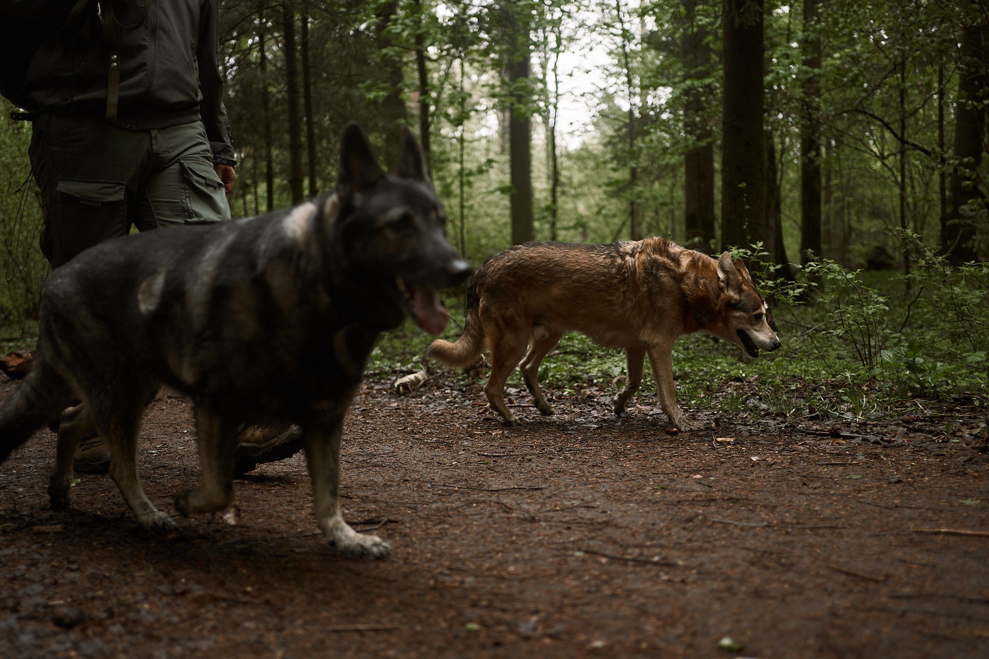 Дима, Рыжий и Воля. Фотограф анималист Москва Дарья
