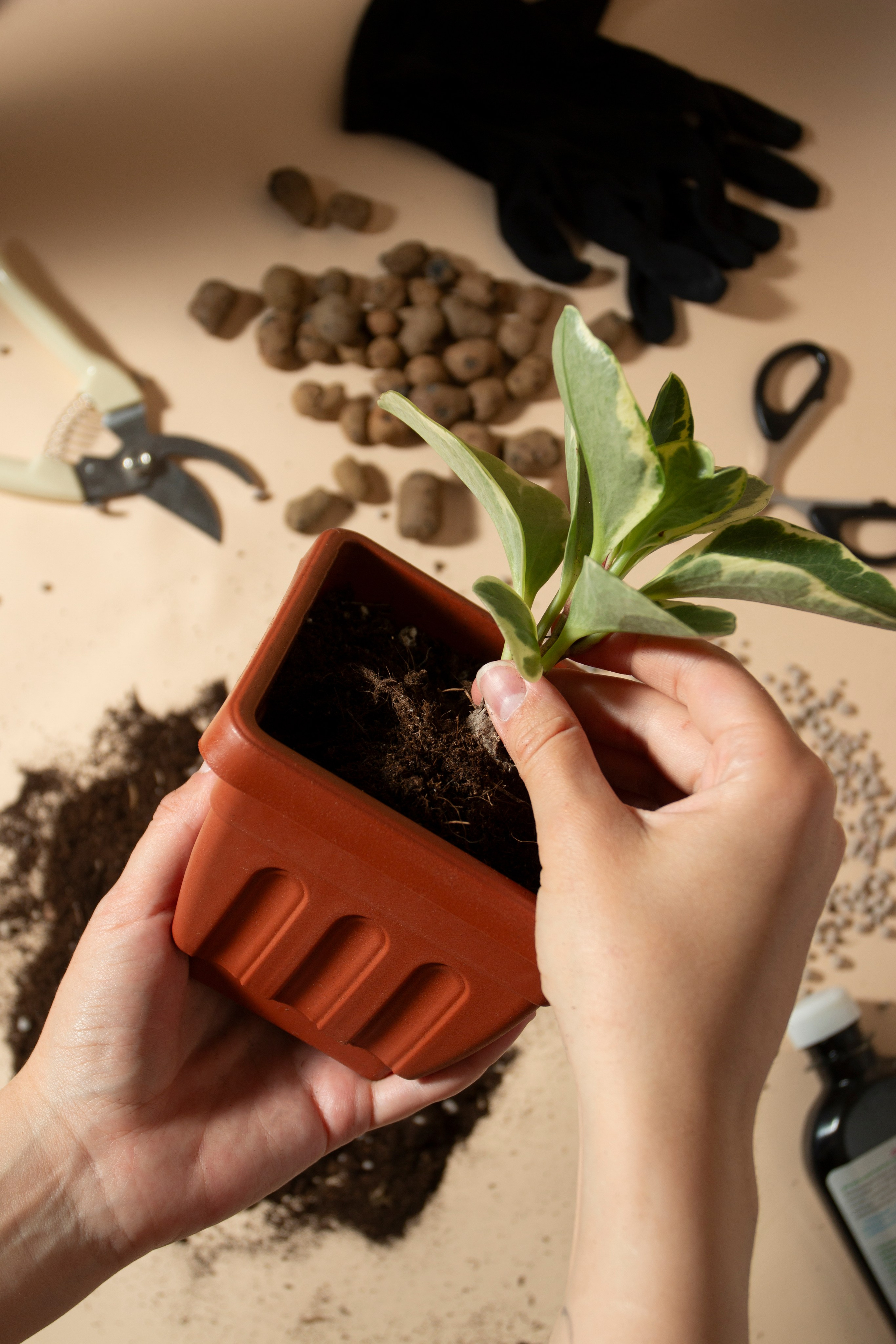 Цветочные горшки. Фотограф Злата Спицына