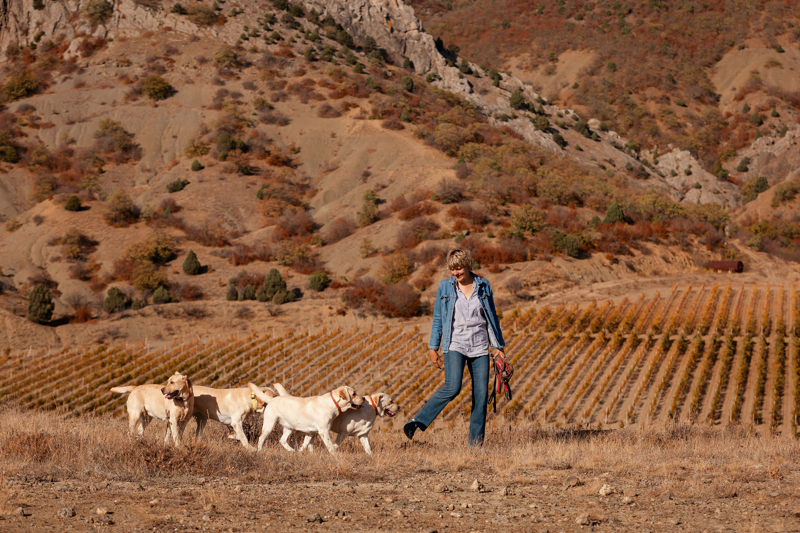 Лабрадоры и горы. Фотограф-анималист в Краснодаре Маша Мельникова