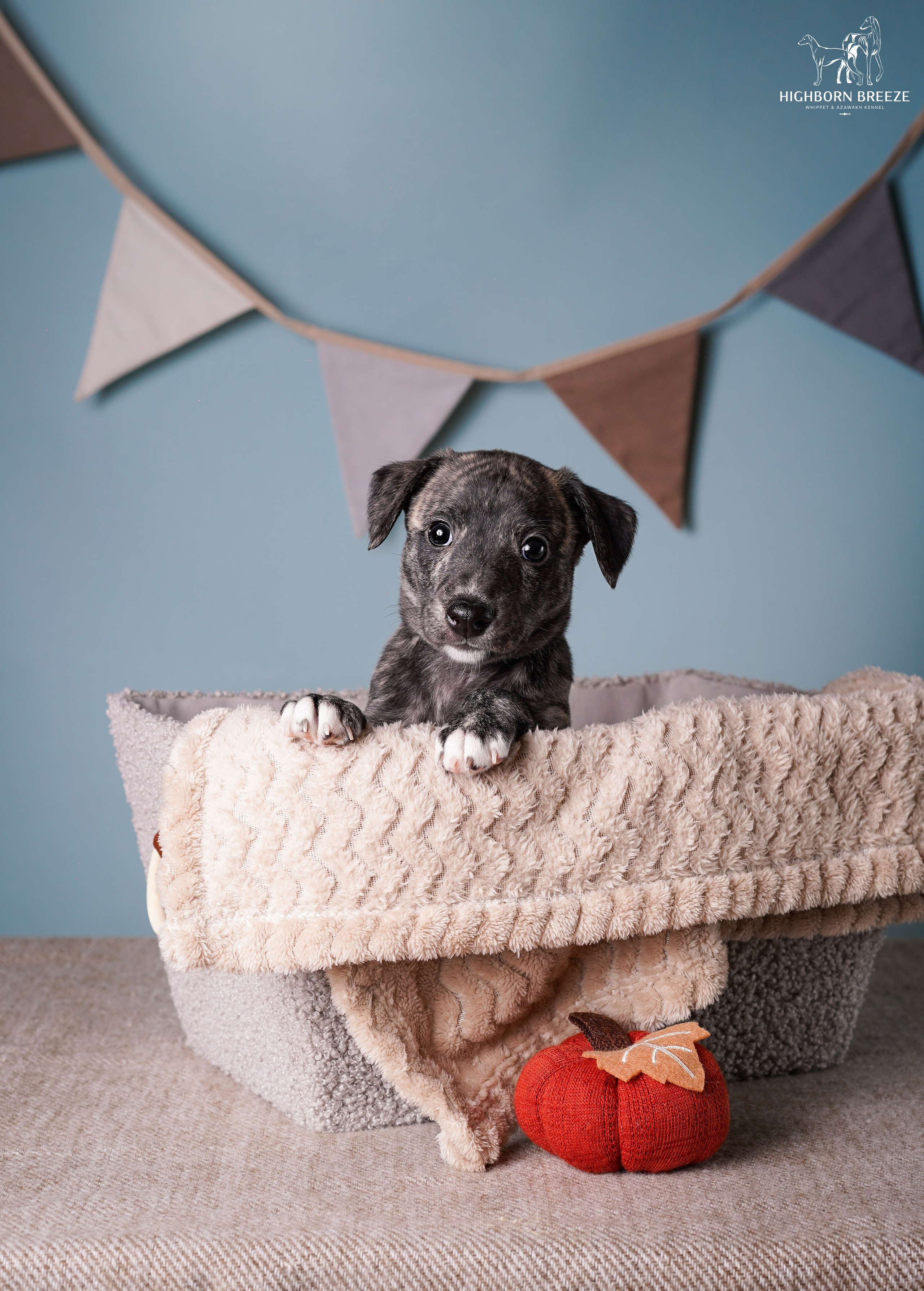 Щенки уиппета. Фотограф-анималист в Санкт-Петербурге Яна Мартынова