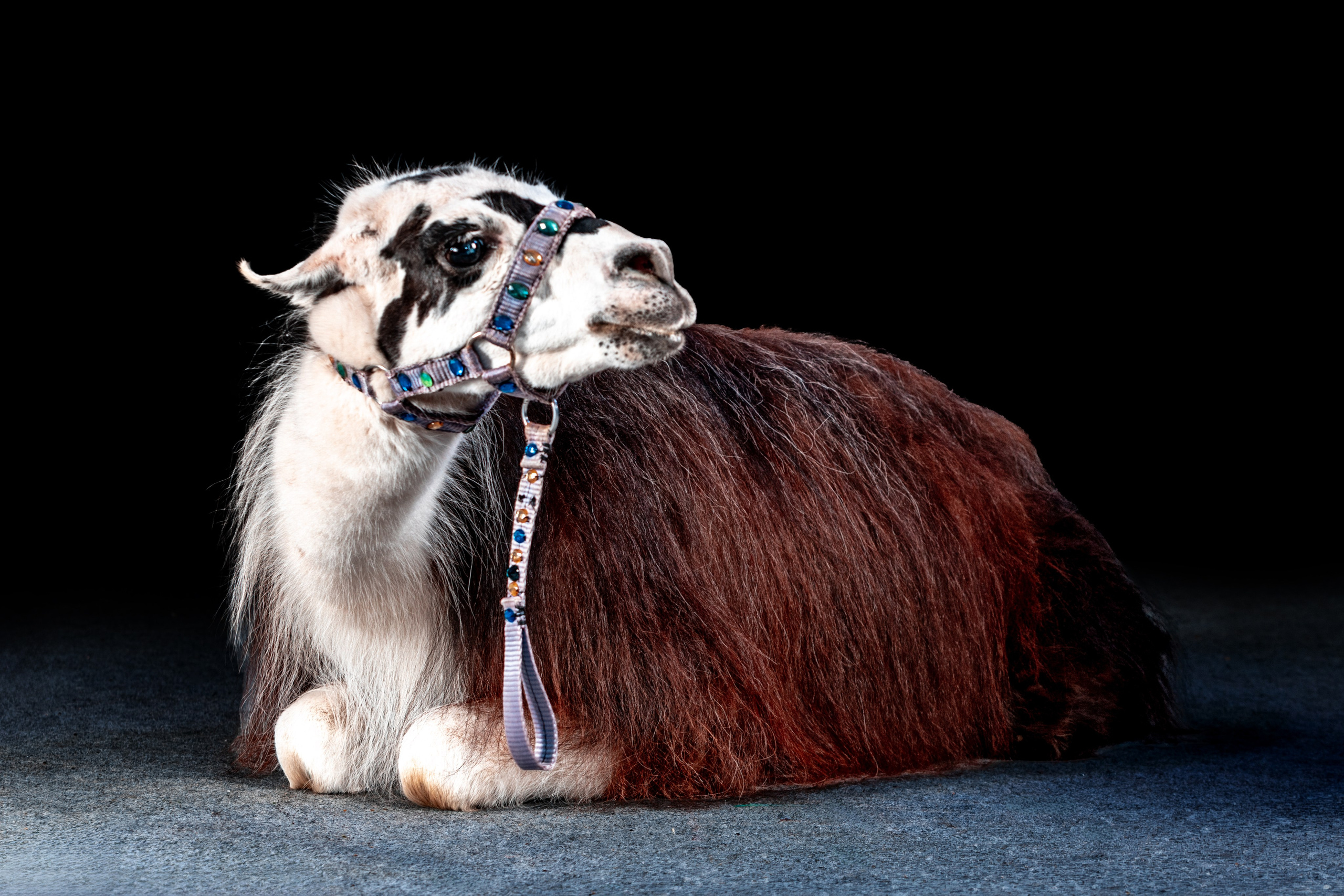 SHUSTOVI/ANIMALS. Sveta GOSHTAUTAS фотограф Пермь