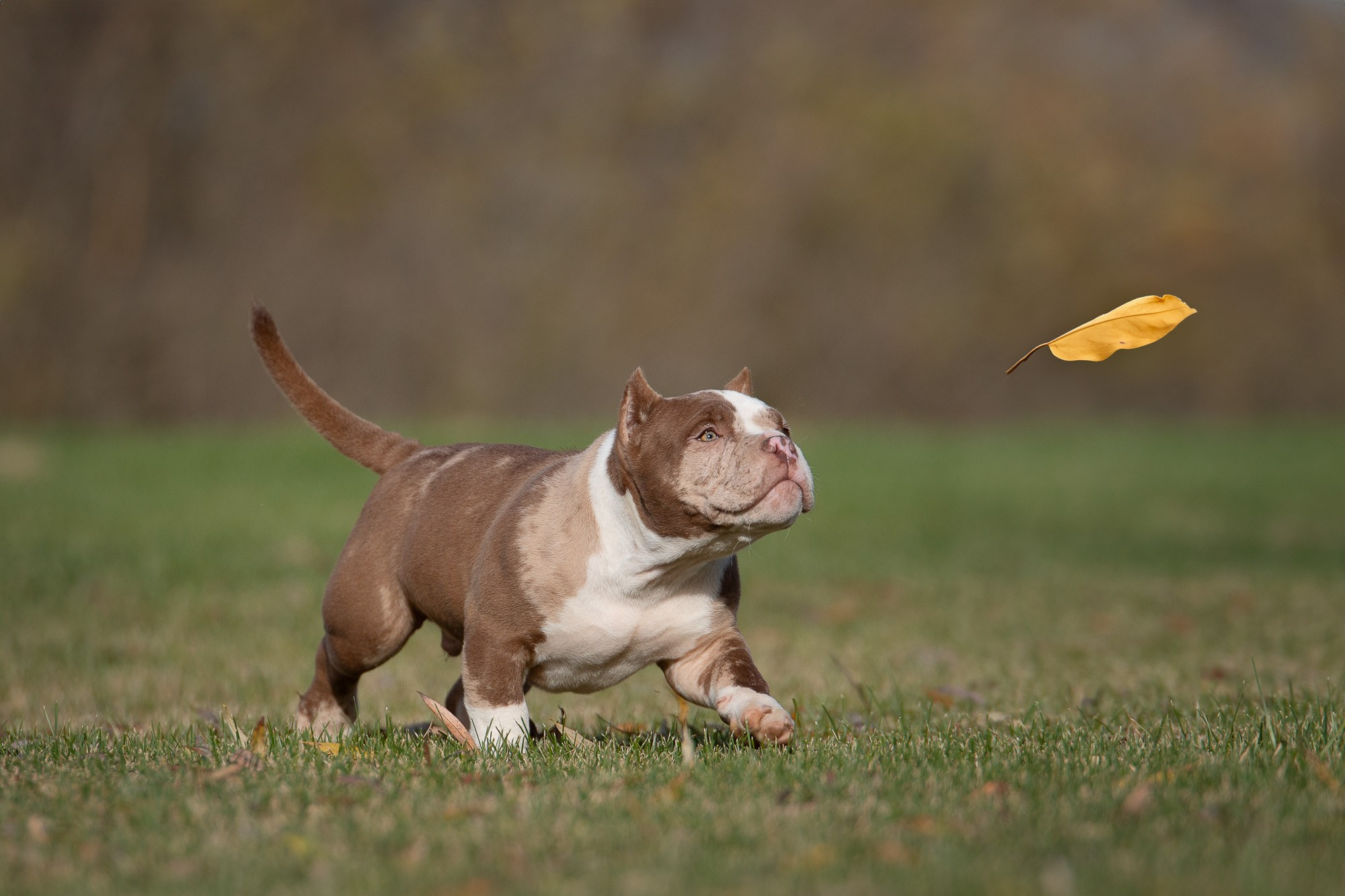 Американский Булли. Фотограф анималист, семейный фотограф, фотограф собак Комратова Мария. г. Москва