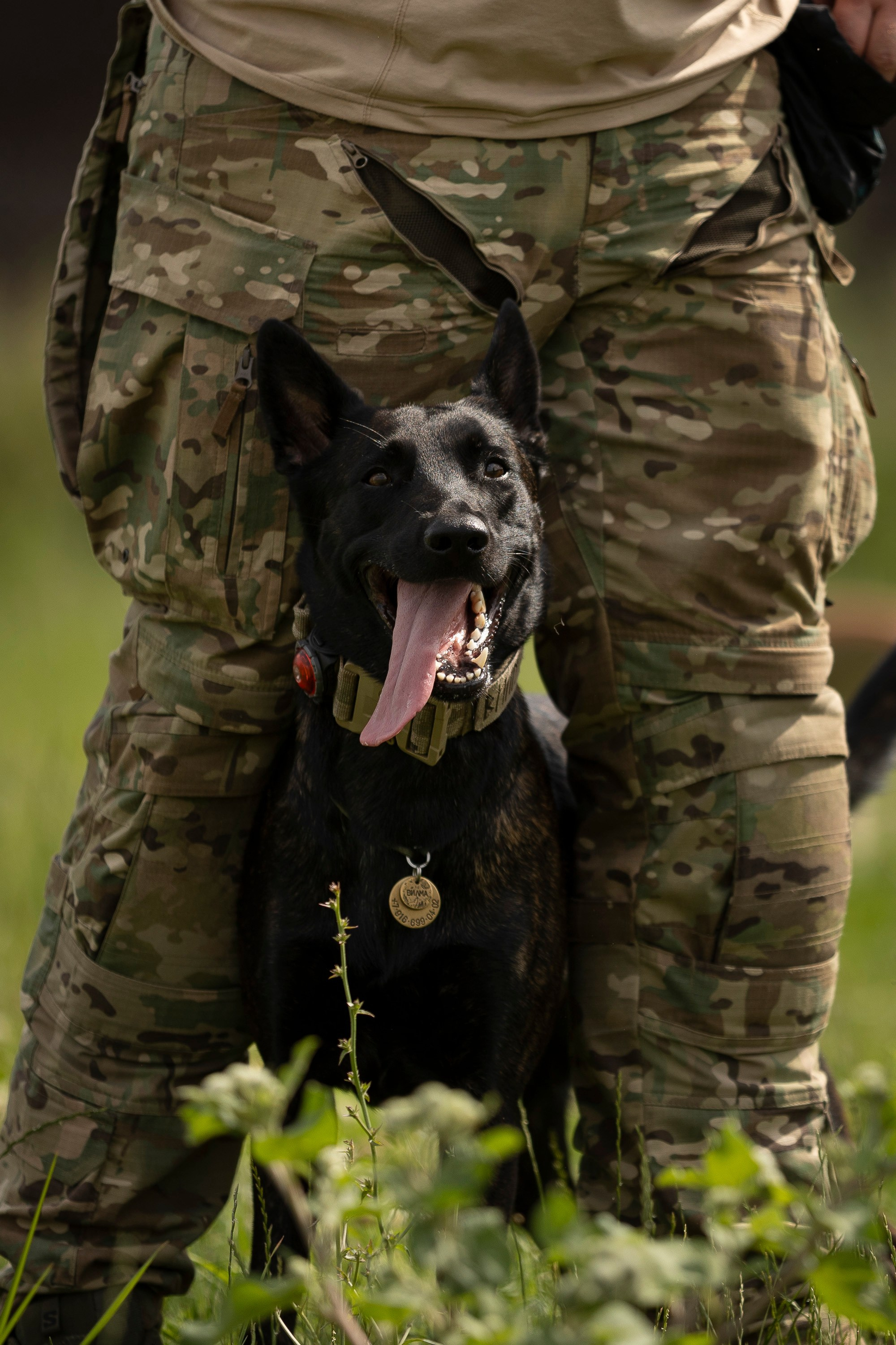 Семинар по поиску ВВ. Фотограф анималист, семейный фотограф, фотограф собак Комратова Мария. г. Москва