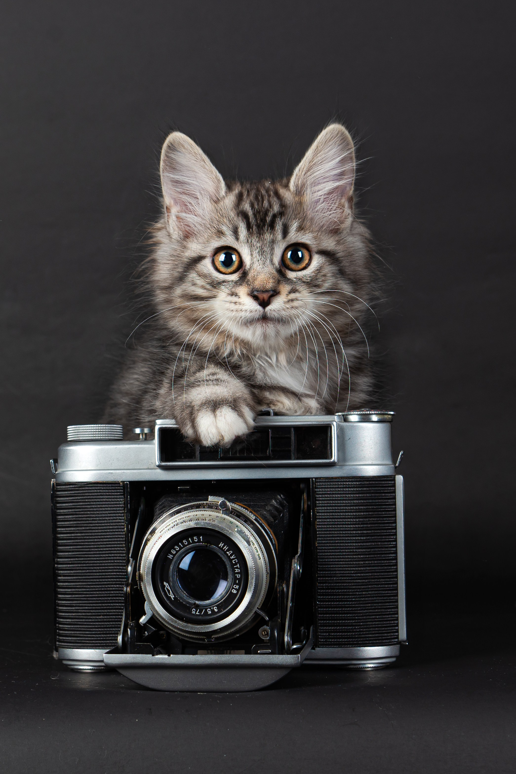 Курильский бобтейл. Фотограф на Камчатке Анна Моргачёва. Семейные и детские съёмки