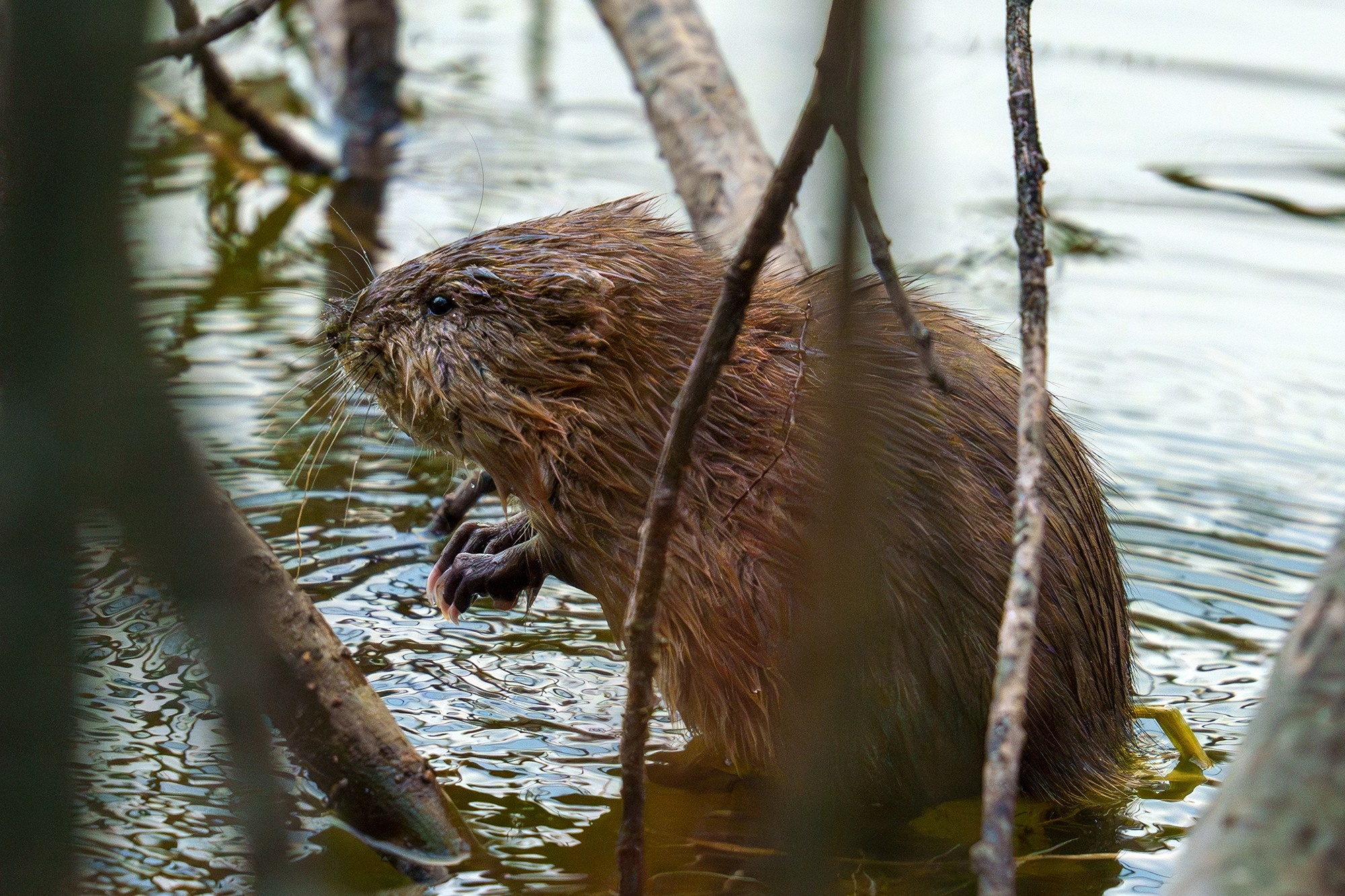 Животные. Ваш личный фотограф Марина Волкова
