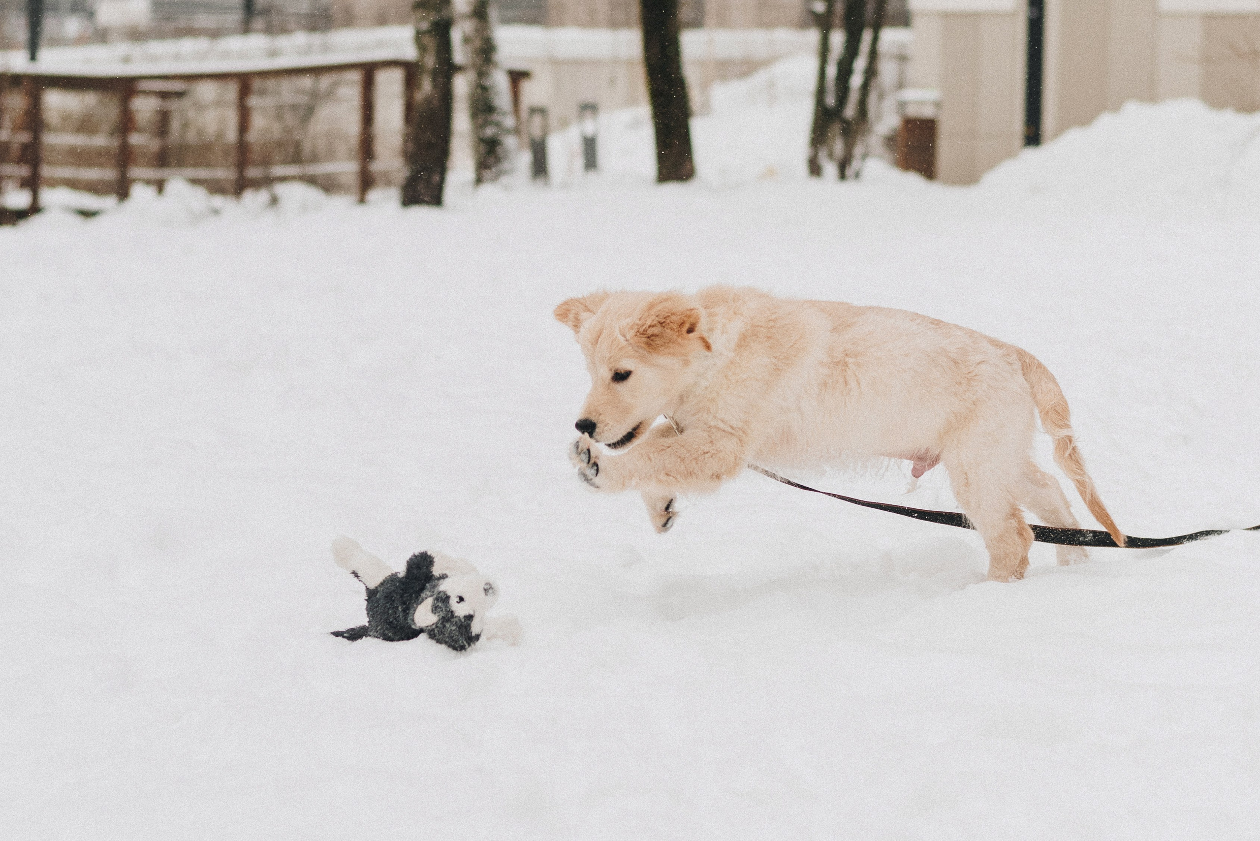 Sonia, Denis & Baggi. Natalia Finch Photography — Family, Kids & Pet Photographer in Chicago, IL